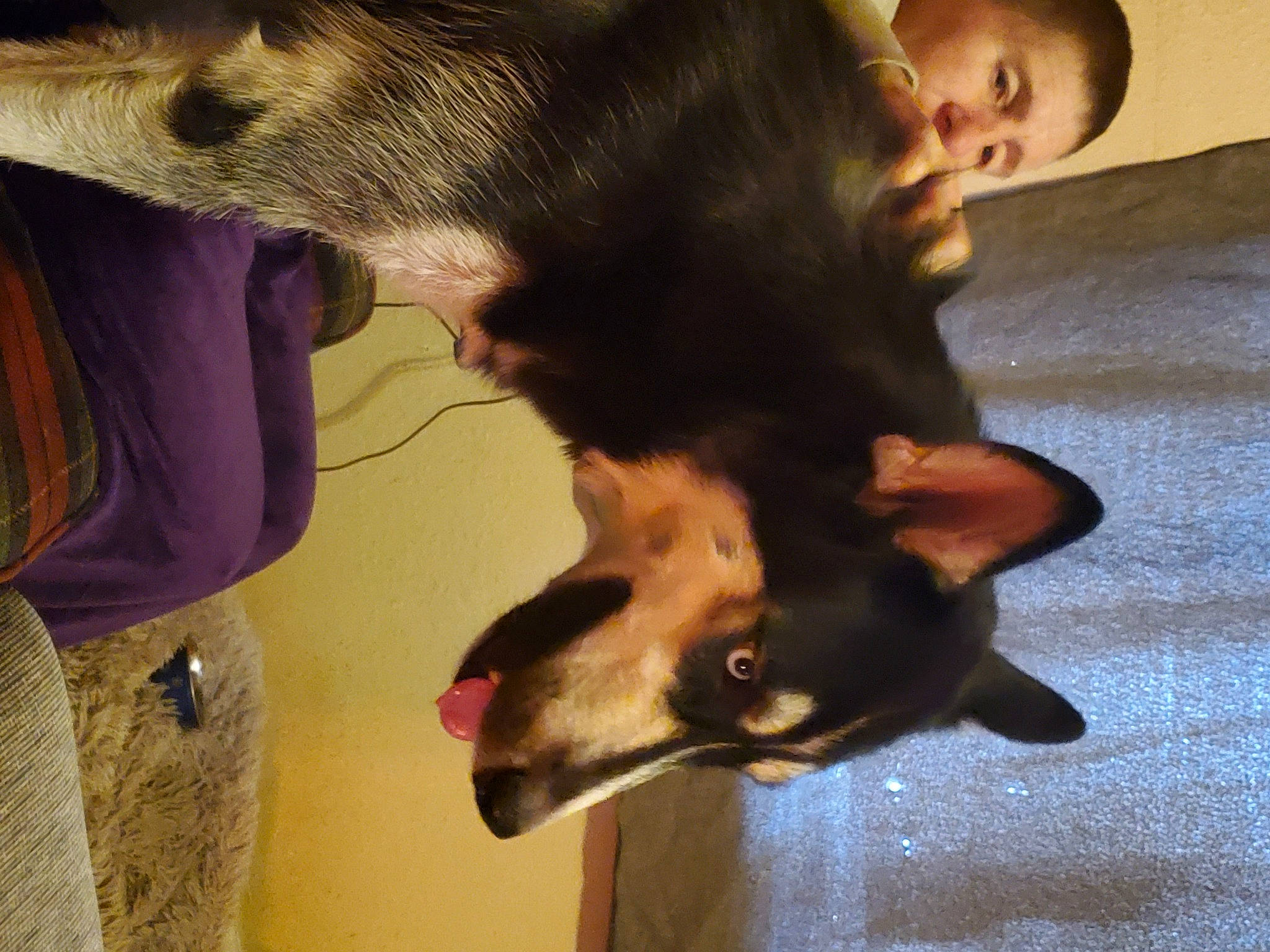 Bella is registered to the contest to win money with this photo: canidae, carnivore, collar, companion_dog, dog, dog_breed, dog_supply, ear, fawn, fur, gesture, jaw, liver, paw, pet_supply, snout, sporting_group, tail, whiskers, working_animal