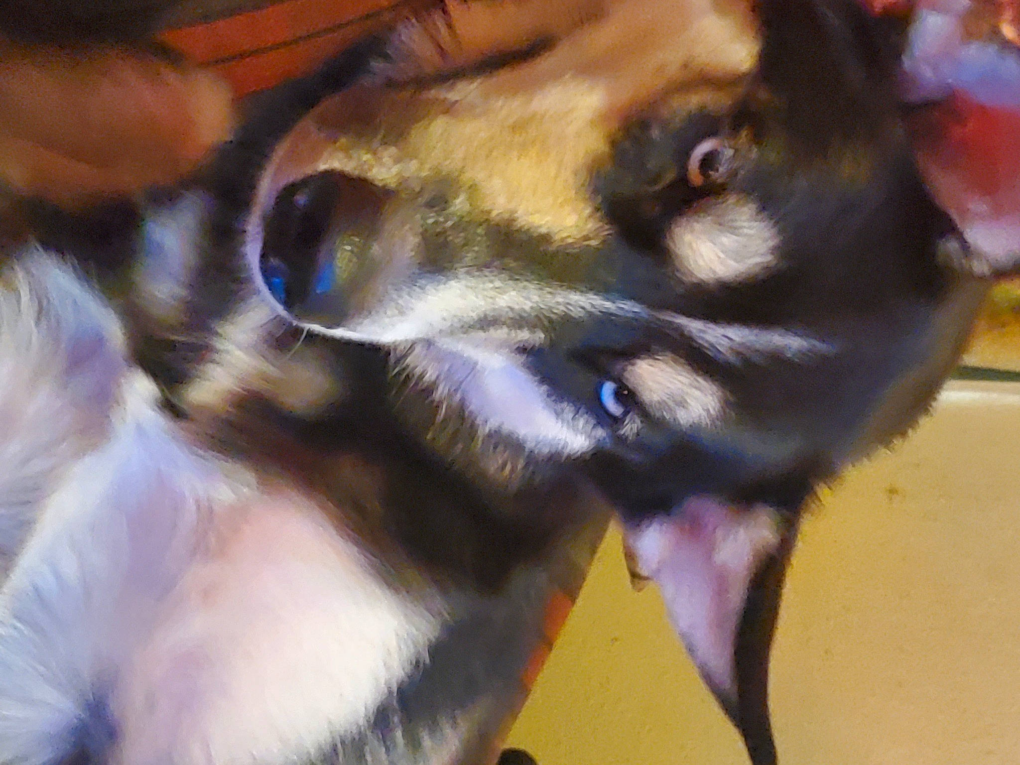 Bella joined the competition — help win amazing prizes! canidae, carnivore, claw, collar, companion_dog, dog, dog_breed, dog_collar, dog_supply, ear, fawn, fur, paw, pet_supply, puppy, snout, sporting_group, whiskers, working_animal, working_dog