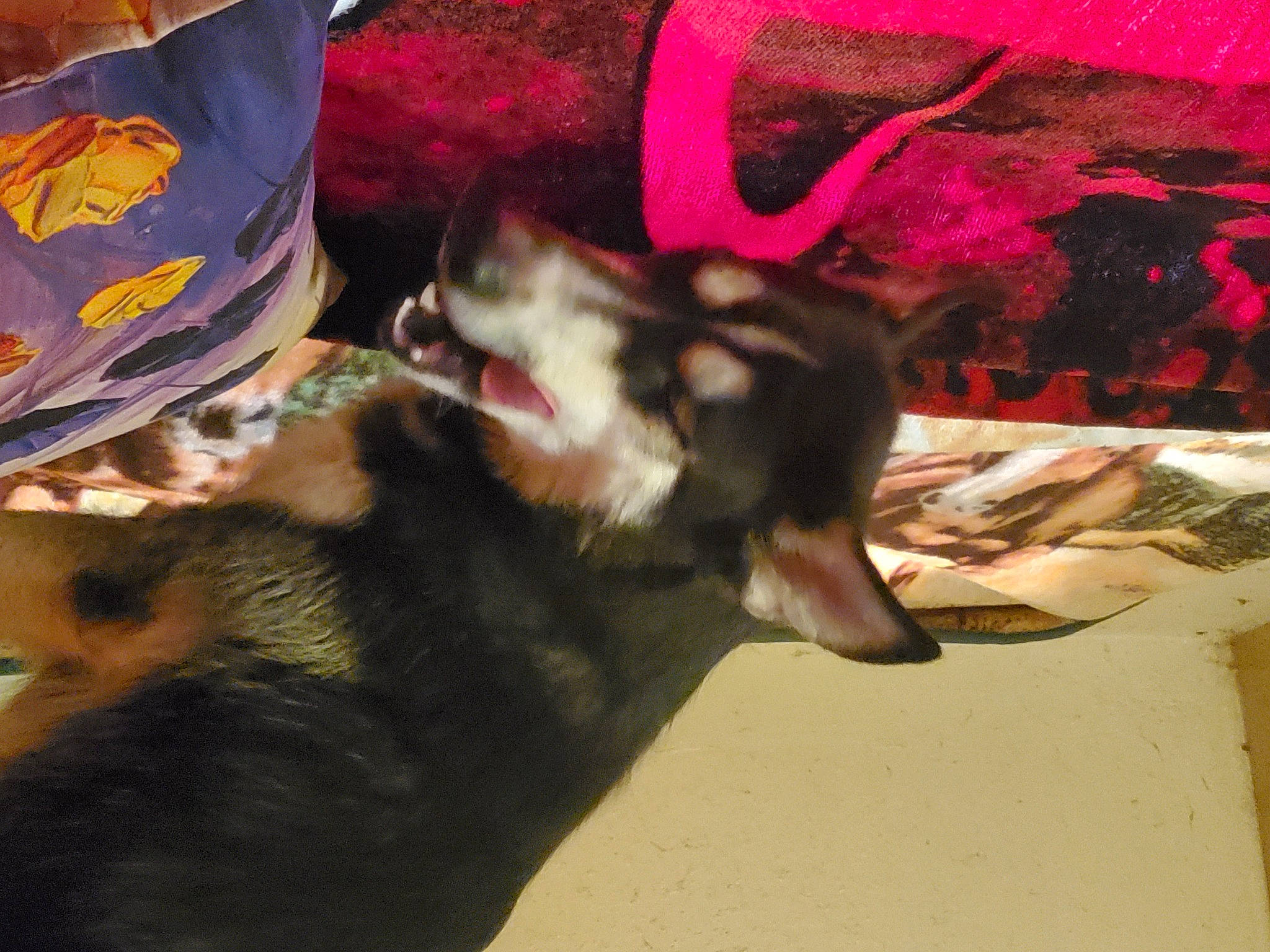 Bella joined the competition — help win amazing prizes! canidae, carmine, carnivore, companion_dog, dog, dog_breed, dog_supply, east_european_shepherd, fawn, fur, herding_dog, magenta, paw, pet_supply, sled_dog, snout, sporting_group, tail, working_animal, working_dog