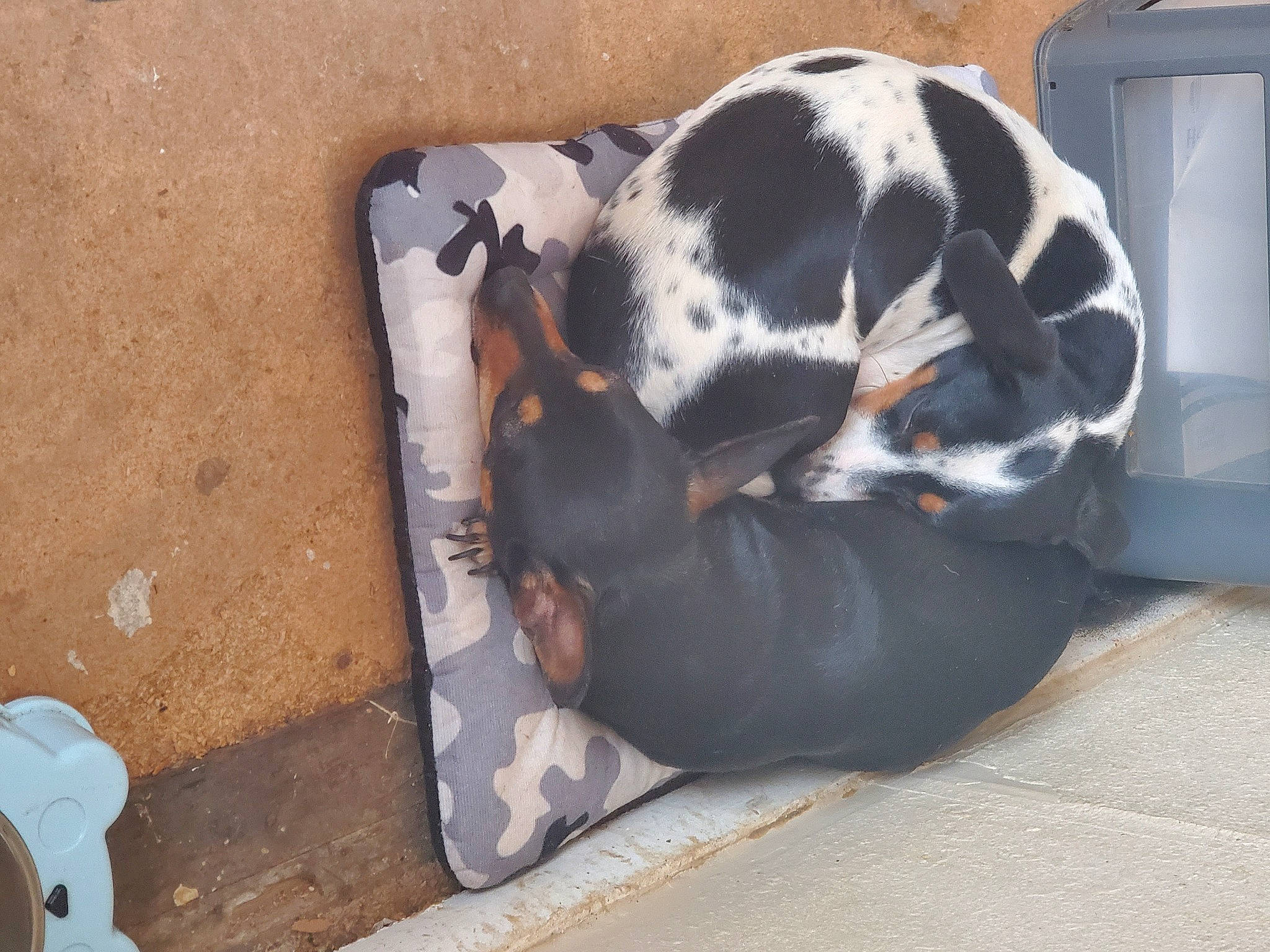 Bruseir joined the competition — help win amazing prizes! asphalt, canidae, carnivore, comfort, companion_dog, concrete, dog, dog_breed, dog_supply, fawn, fur, gas, grey, non_sporting_group, pet_supply, road_surface, soil, sporting_group, terrestrial_animal, working_animal