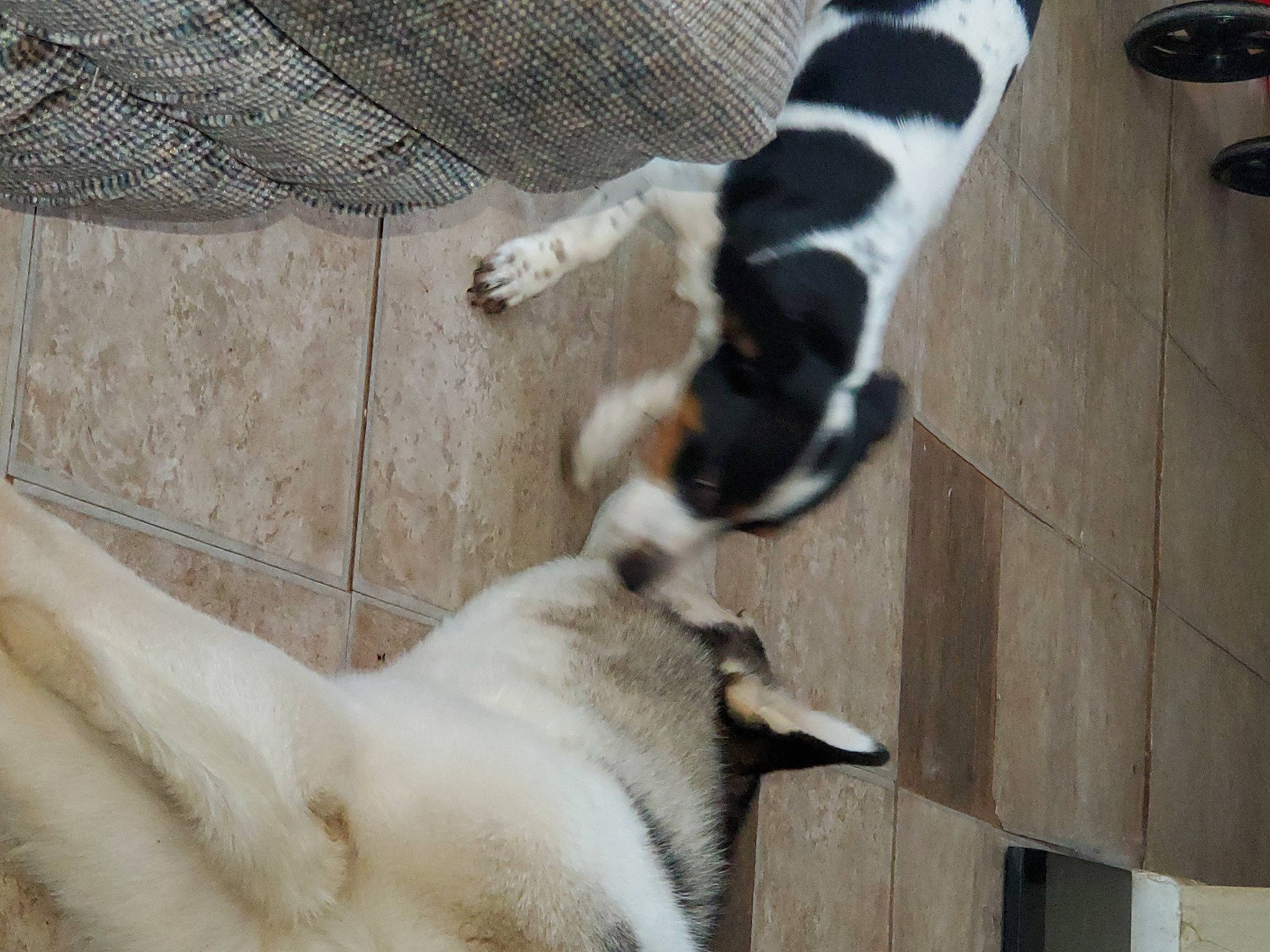 Bruseir is registered to the contest to win money with this photo: canidae, carnivore, comfort, companion_dog, dog, dog_breed, fawn, flooring, fur, hardwood, mammal, pet_supply, snout, sporting_group, tail, terrestrial_animal, vertebrate, white, wood, working_animal