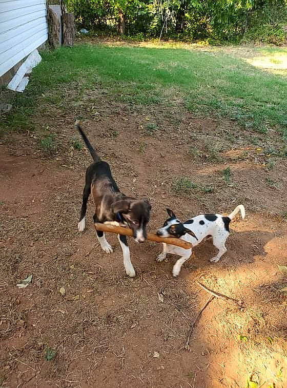 Bruseir is registered to the contest to win money with this photo: beagle, beagle_harrier, carnivore, companion_dog, dog, dog_breed, fawn, grass, hound, hunting_dog, plant, scent_hound, shade, soil, sporting_group, tail, tree, working_animal, working_dog, yard