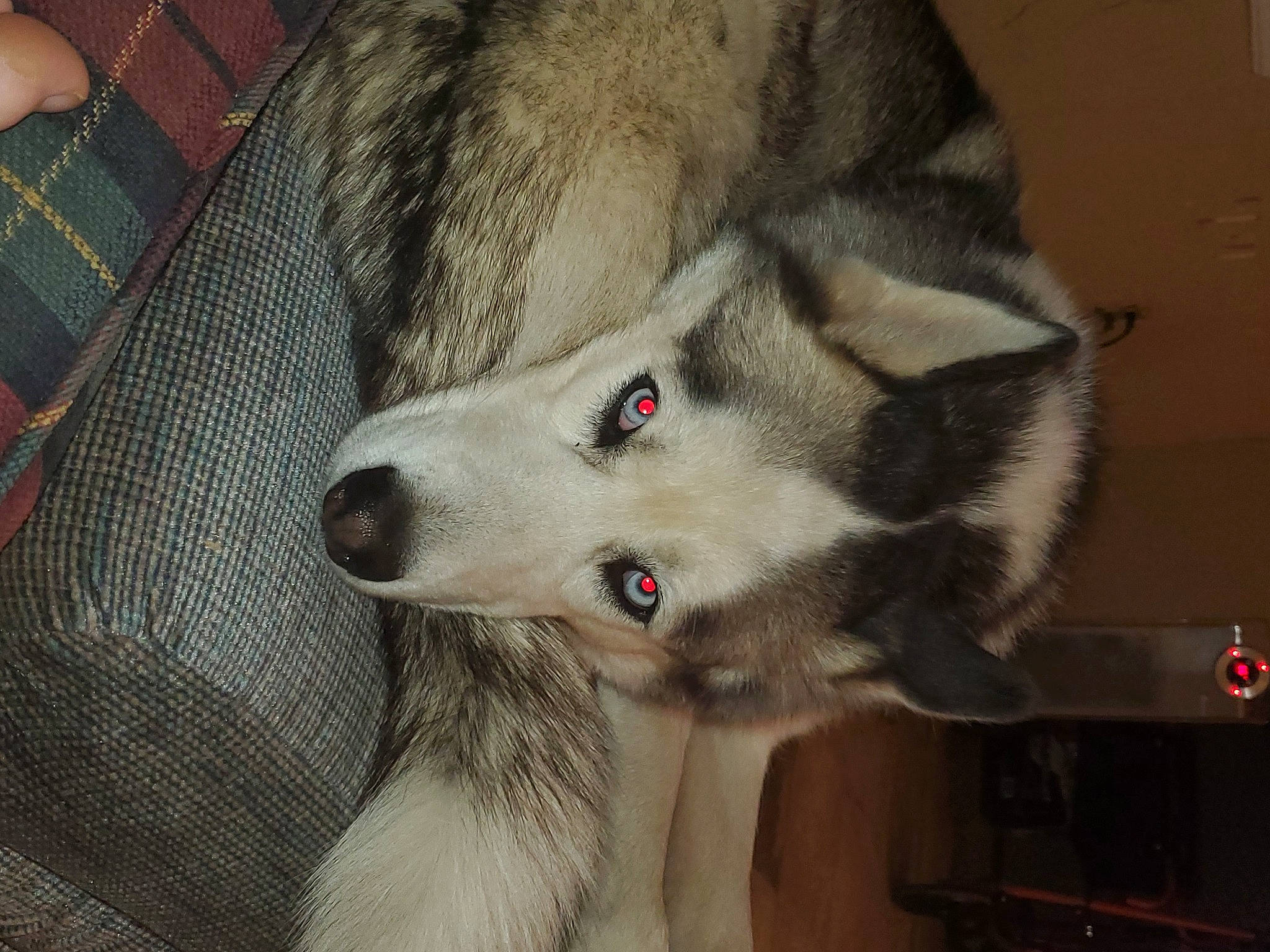 Brax is registered to the contest to win money with this photo: ancient_dog_breeds, canis, canis_lupus_tundrarum, carnivore, companion_dog, dog, dog_breed, fur, grey, jaw, pet_supply, siberian_husky, sled_dog, snout, sporting_group, tartan, whiskers, wolf, working_animal, working_dog