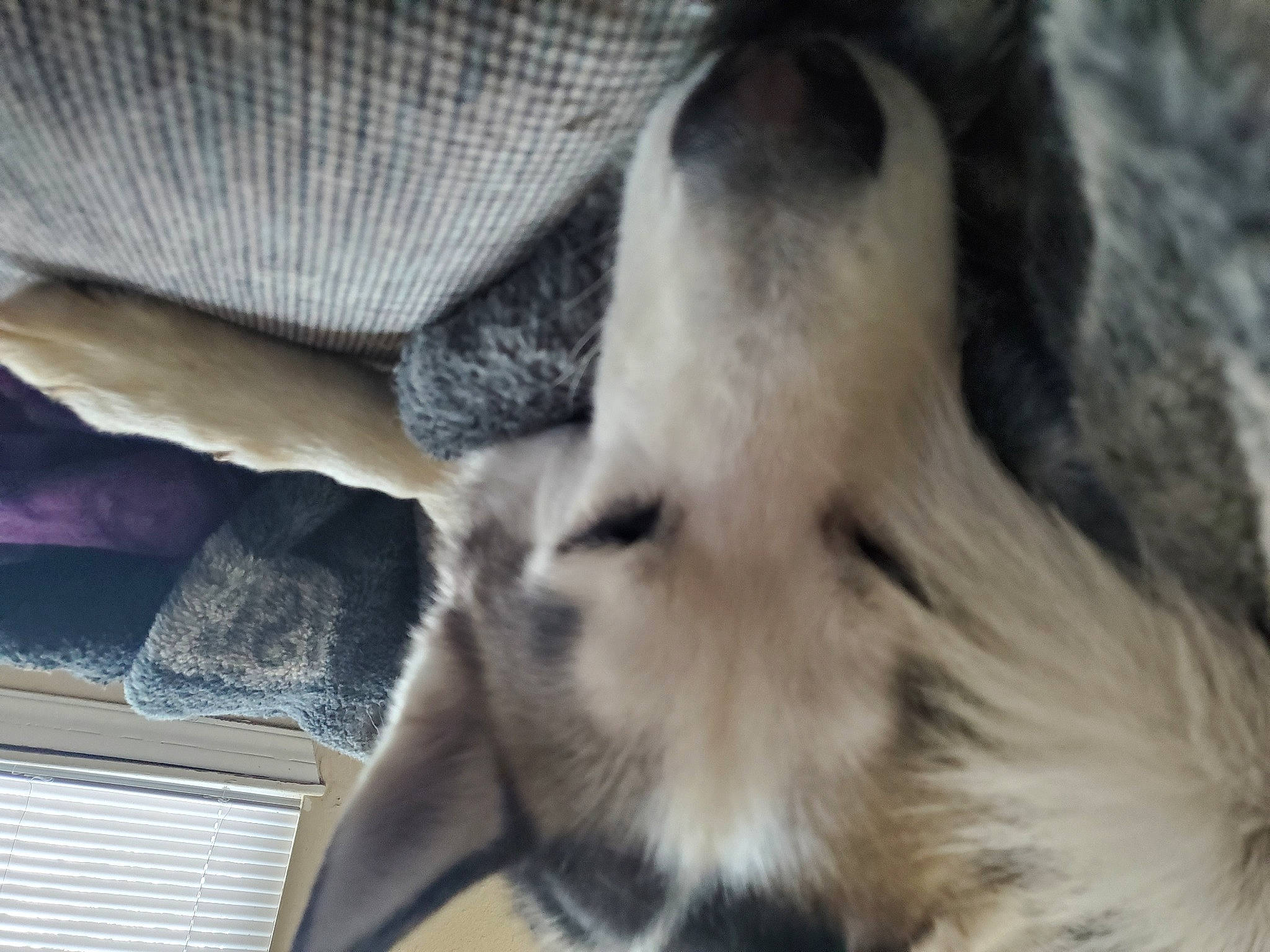 Brax joined the competition — help win amazing prizes! canidae, carnivore, comfort, companion_dog, corgi_chihuahua, dog_breed, eyelash, fawn, felidae, fur, linens, paw, small_to_medium_sized_cats, snout, sporting_group, tail, terrestrial_animal, toy_dog, whiskers, working_animal