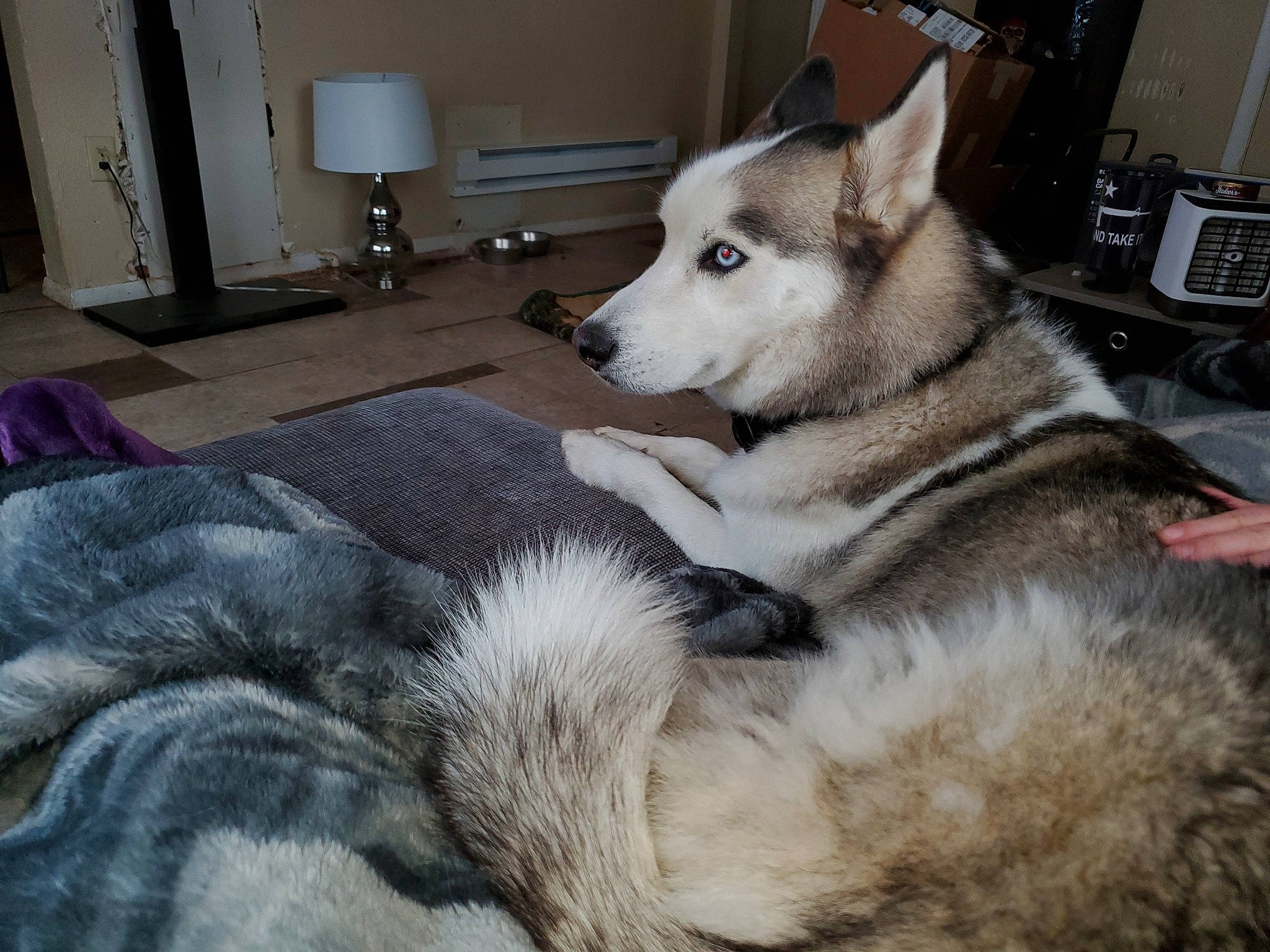 Brax joined the competition — help win amazing prizes! canidae, canis, carnivore, comfort, companion_dog, dog, dog_breed, fawn, floor, flooring, fur, grey, home_appliance, mammal, siberian_husky, sled_dog, snout, sporting_group, tail, working_animal