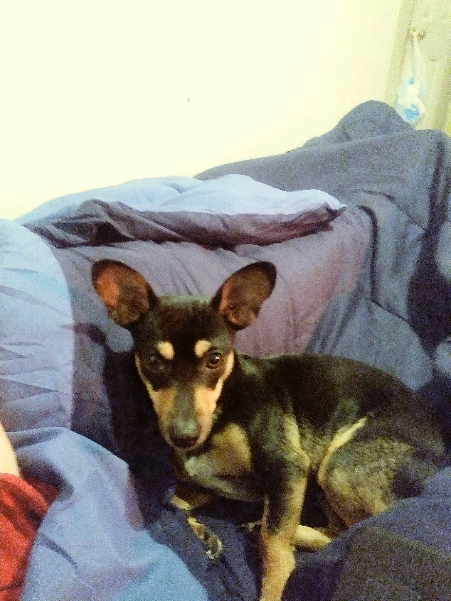 Ginger is registered to the contest to win money with this photo: bed, bedding, blanket, canidae, carnivore, comfort, companion_dog, dog, dog_breed, ear, fawn, linens, pillow, pinscher, snout, sporting_group, terrestrial_animal, toy_dog, whiskers, working_animal