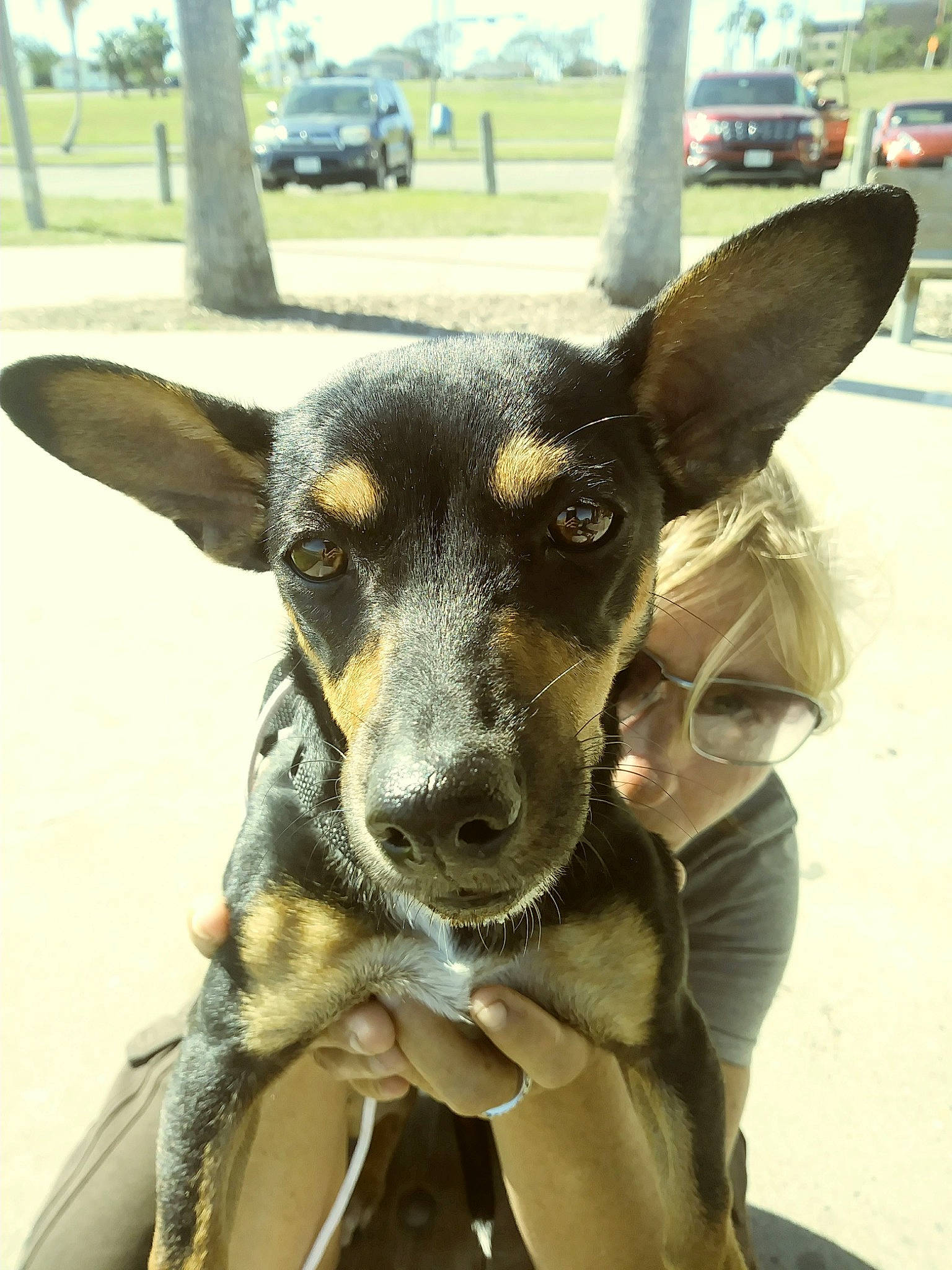 Ginger joined the competition — help win amazing prizes! car, carnivore, collar, companion_dog, dog, dog_breed, dog_collar, ear, eye, fawn, jaw, plant, snout, sporting_group, tire, tree, wheel, whiskers, white, working_animal