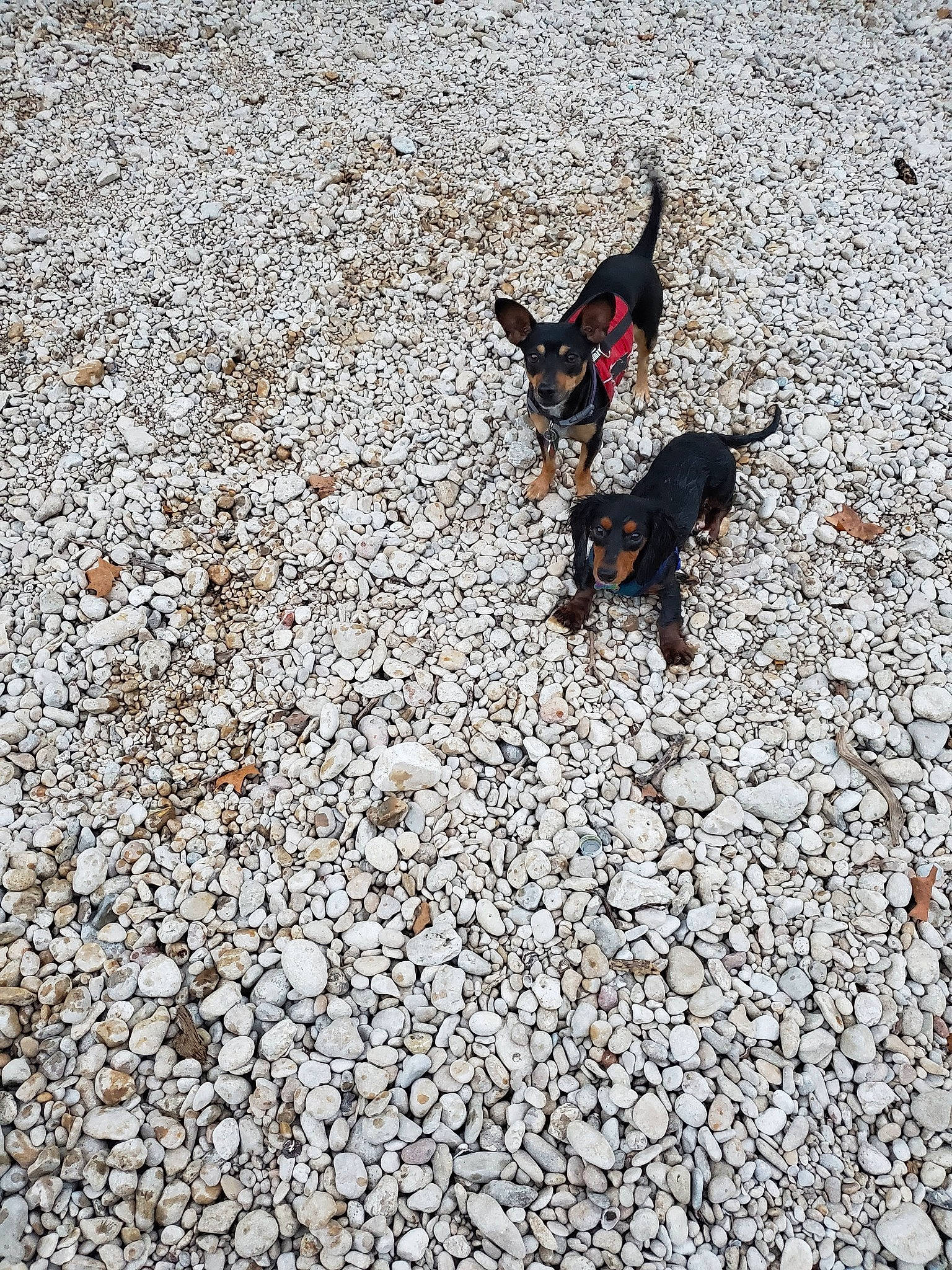 Lightfoot joined the competition — help win amazing prizes! asphalt, canidae, carmine, carnivore, companion_dog, concrete, dog, dog_breed, dog_supply, fawn, flooring, pebble, road_surface, sand, shadow, soil, sporting_group, tail, tar, working_animal