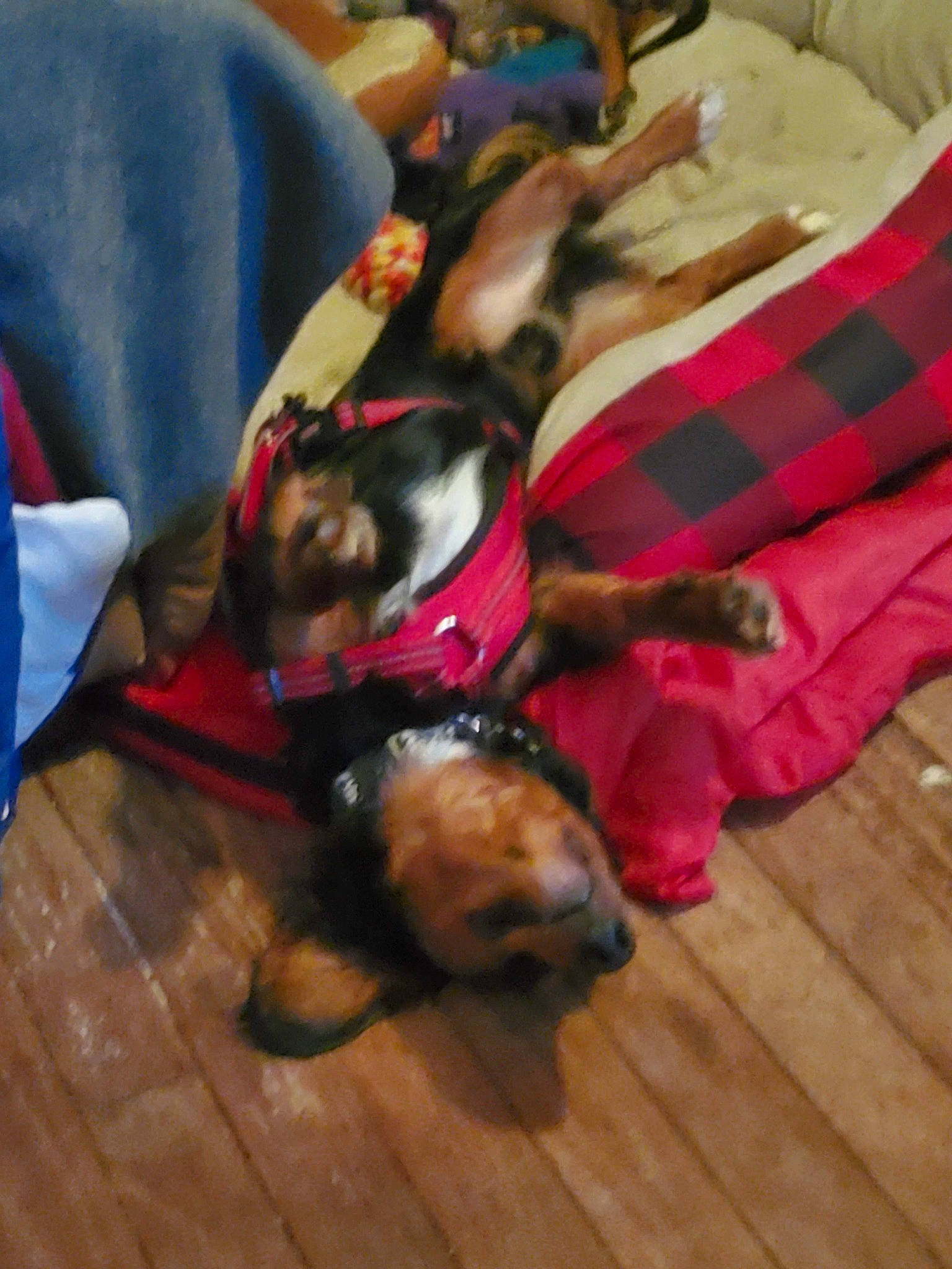 Lightfoot is registered to the contest to win money with this photo: carnivore, comfort, companion_dog, couch, dog, dog_breed, dog_supply, fawn, floor, flooring, fur, hardwood, laminate_flooring, pet_supply, snout, tartan, wood, wood_flooring, wood_stain, working_animal