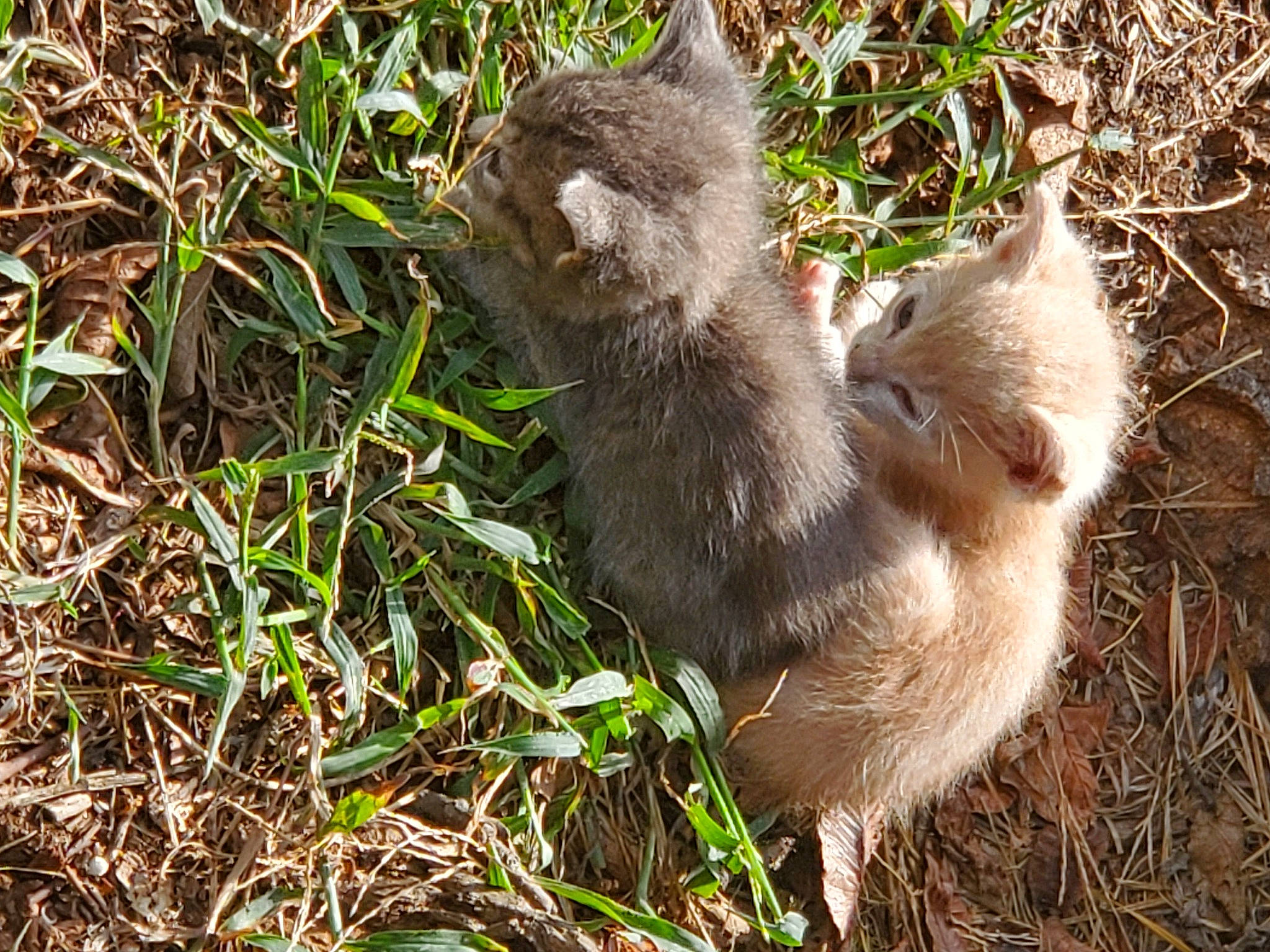 Smokey joined the competition — help win amazing prizes! canidae, carnivore, cat, claw, domestic_short_haired_cat, fawn, felidae, fur, grass, groundcover, marsupial, paw, plant, small_to_medium_sized_cats, snout, tail, terrestrial_animal, whiskers, wildlife, wood