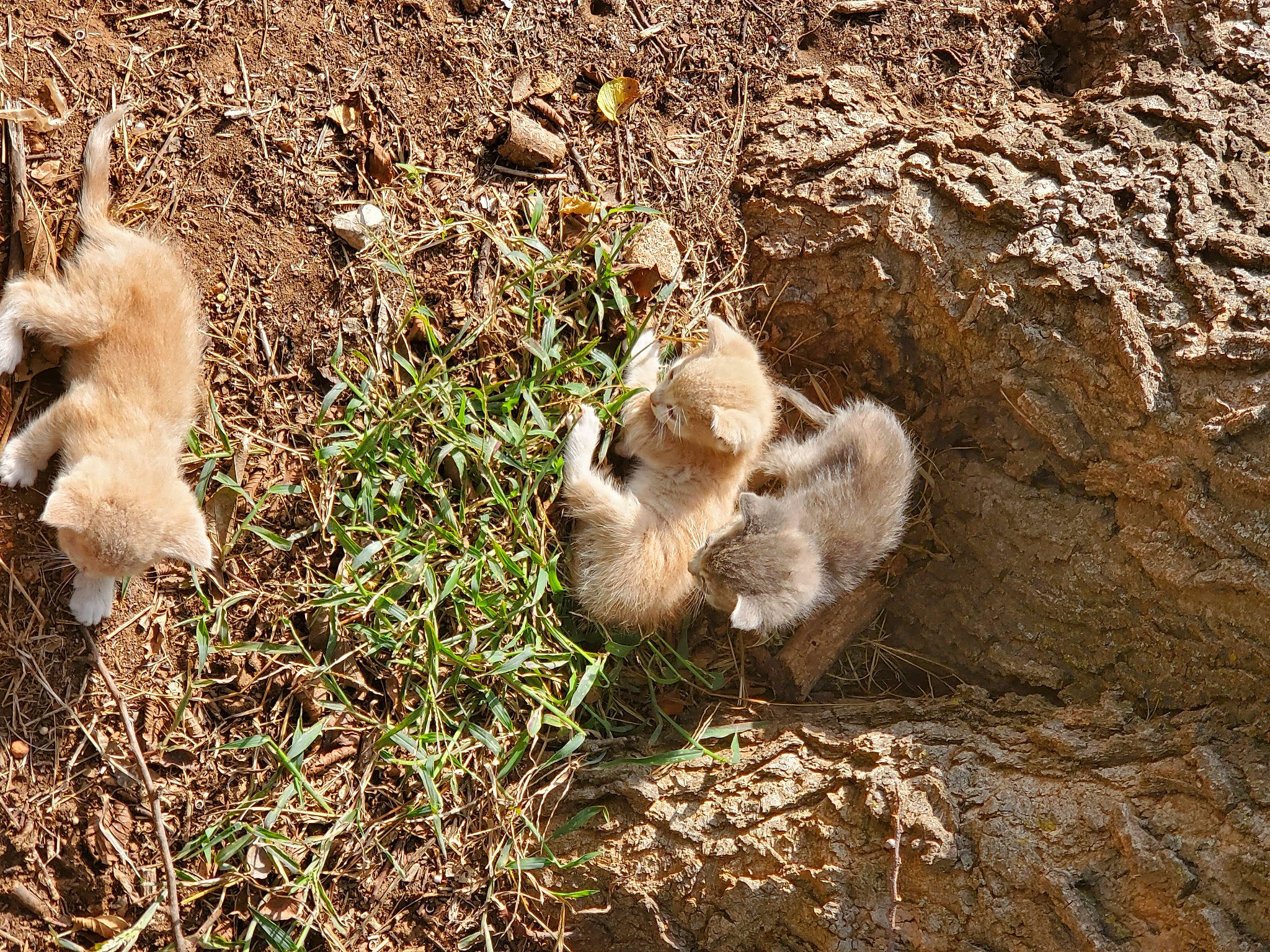 Smokey is registered to the contest to win money with this photo: arizona_black_tailed_prairie_dog, canidae, fawn, fox_squirrel, fur, gopher, grass, hare, paw, plant, prairie_dog, rodent, snout, soil, sporting_group, squirrel, tail, terrestrial_animal, wildlife