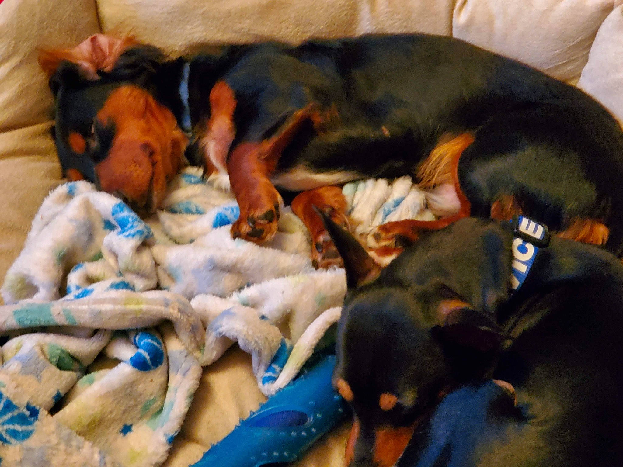 Lightfoot is registered to the contest to win money with this photo: bed, canidae, carnivore, comfort, companion_dog, couch, dog, dog_breed, dog_supply, fawn, guard_dog, hound, montenegrin_mountain_hound, nap, pinscher, prazsky_krysarik, snout, sporting_group, toy_dog, working_animal