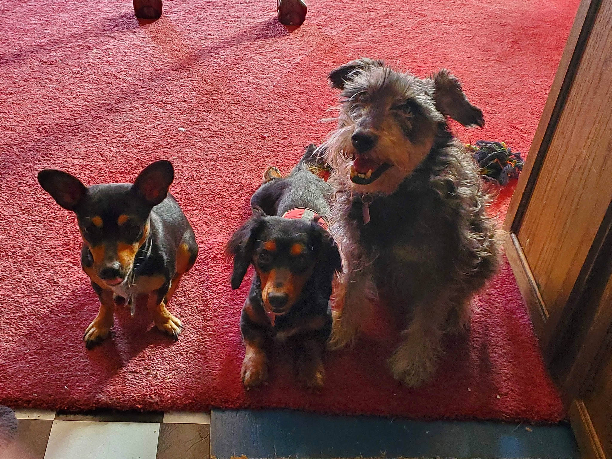 Lightfoot is registered to the contest to win money with this photo: canidae, carnivore, companion_dog, dog, dog_breed, dog_supply, fawn, guard_dog, mammal, pet_supply, prazsky_krysarik, rectangle, sharing, snout, sporting_group, toy_dog, vertebrate, wood, working_animal, working_dog