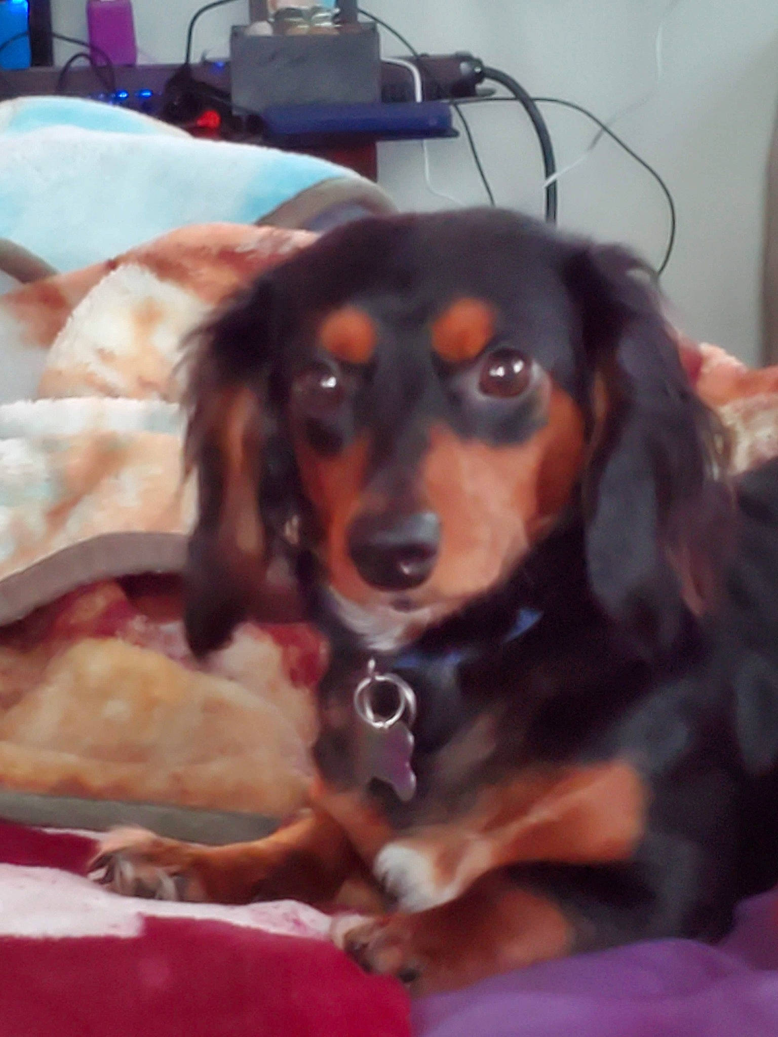 Lightfoot joined the competition — help win amazing prizes! canidae, carnivore, comfort, companion_dog, dog, dog_breed, dog_supply, fawn, fur, hound, liver, metal, snout, spaniel, sporting_group, toy, toy_dog, whiskers, working_animal, working_dog