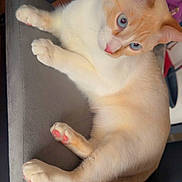 Peanut joined the competition — help win amazing prizes! cat, blue_eyes, cream_fur, orange_fur, paws, cushion, indoor, pet, relaxed, close_up, feline, whiskers, ears, pink_nose, pink_paws, domestic_animal, laying_down, curious, timestamp, text_overlay