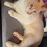 cat, blue_eyes, cream_fur, orange_fur, paws, cushion, indoor, pet, relaxed, close_up, feline, whiskers, ears, pink_nose, pink_paws, domestic_animal, laying_down, curious, timestamp, text_overlay