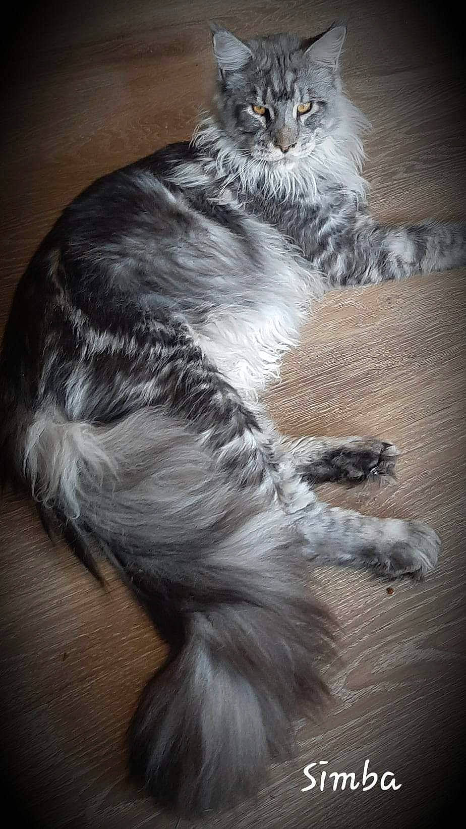 Simba a rejoint le concours — aidez-le/la à gagner de superbes lots ! british_longhair, carnivore, cat, claw, domestic_short_haired_cat, felidae, fur, grey, paw, small_to_medium_sized_cats, snout, tail, terrestrial_animal, whiskers, wildlife