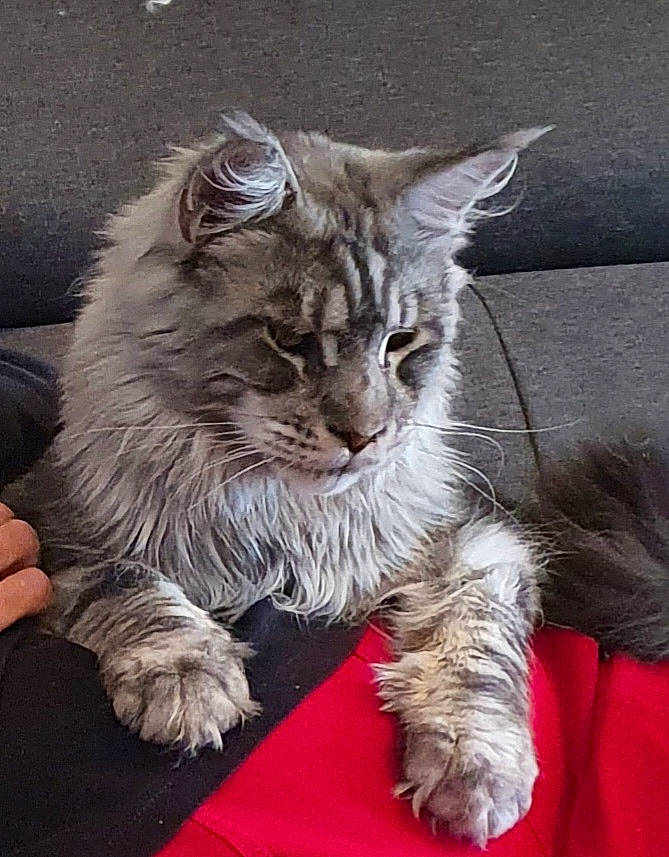 Simba a rejoint le concours — aidez-le/la à gagner de superbes lots ! british_longhair, carnivore, cat, claw, comfort, domestic_short_haired_cat, felidae, fur, grey, maine_coon, norwegian_forest_cat, paw, sitting, small_to_medium_sized_cats, snout, tail, terrestrial_animal, whiskers