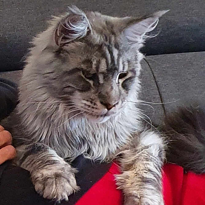 Simba