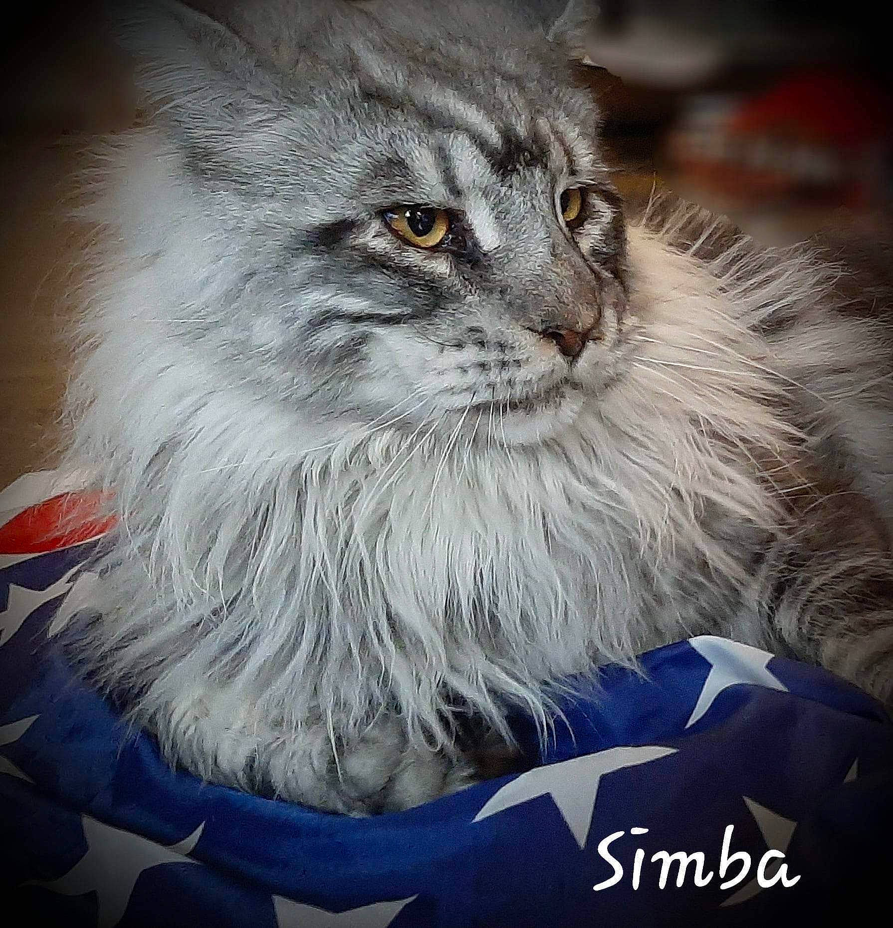 Simba a rejoint le concours — aidez-le/la à gagner de superbes lots ! art, british_longhair, carnivore, cat, electric_blue, event, eye, fashion_accessory, felidae, fur, grey, human_body, illustration, small_to_medium_sized_cats, snout, terrestrial_animal, whiskers, wildlife