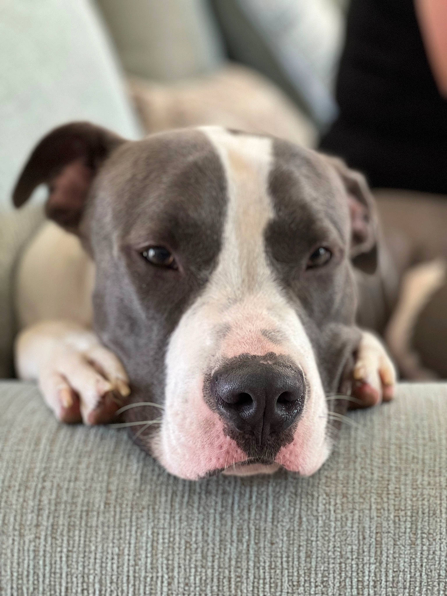 Kody joined the competition — help win amazing prizes! canidae, carnivore, collar, companion_dog, dog, dog_breed, fawn, fur, metal, non_sporting_group, snout, sporting_group, terrestrial_animal, whiskers, working_animal, working_dog