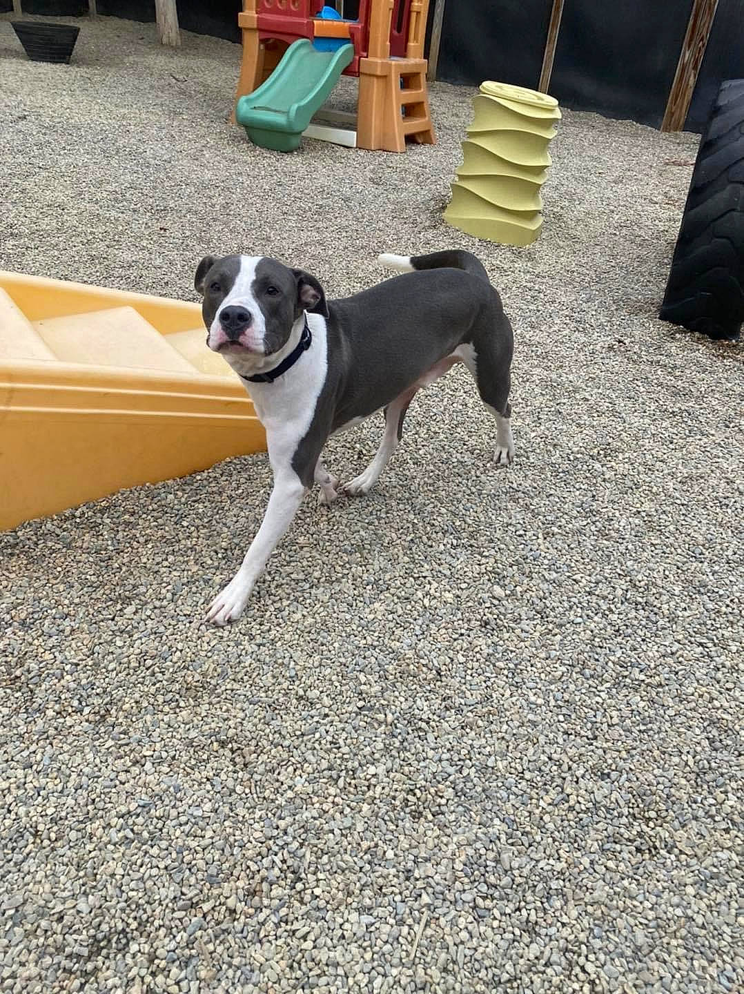 Kody is registered to the contest to win money with this photo: asphalt, building, canidae, carnivore, chair, collar, companion_dog, dog, dog_breed, dog_collar, fawn, flooring, road_surface, sidewalk, snout, soil, tail, vehicle_door, working_animal, working_dog