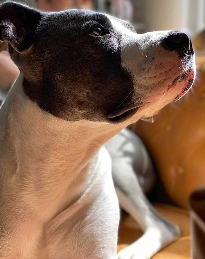 Kody joined the competition — help win amazing prizes! ancient_dog_breeds, canidae, carnivore, collar, companion_dog, dog, dog_breed, dog_collar, fawn, fur, irishjacks, non_sporting_group, pet_supply, rampur_greyhound, sighthound, snout, sporting_group, terrestrial_animal, whiskers, working_animal