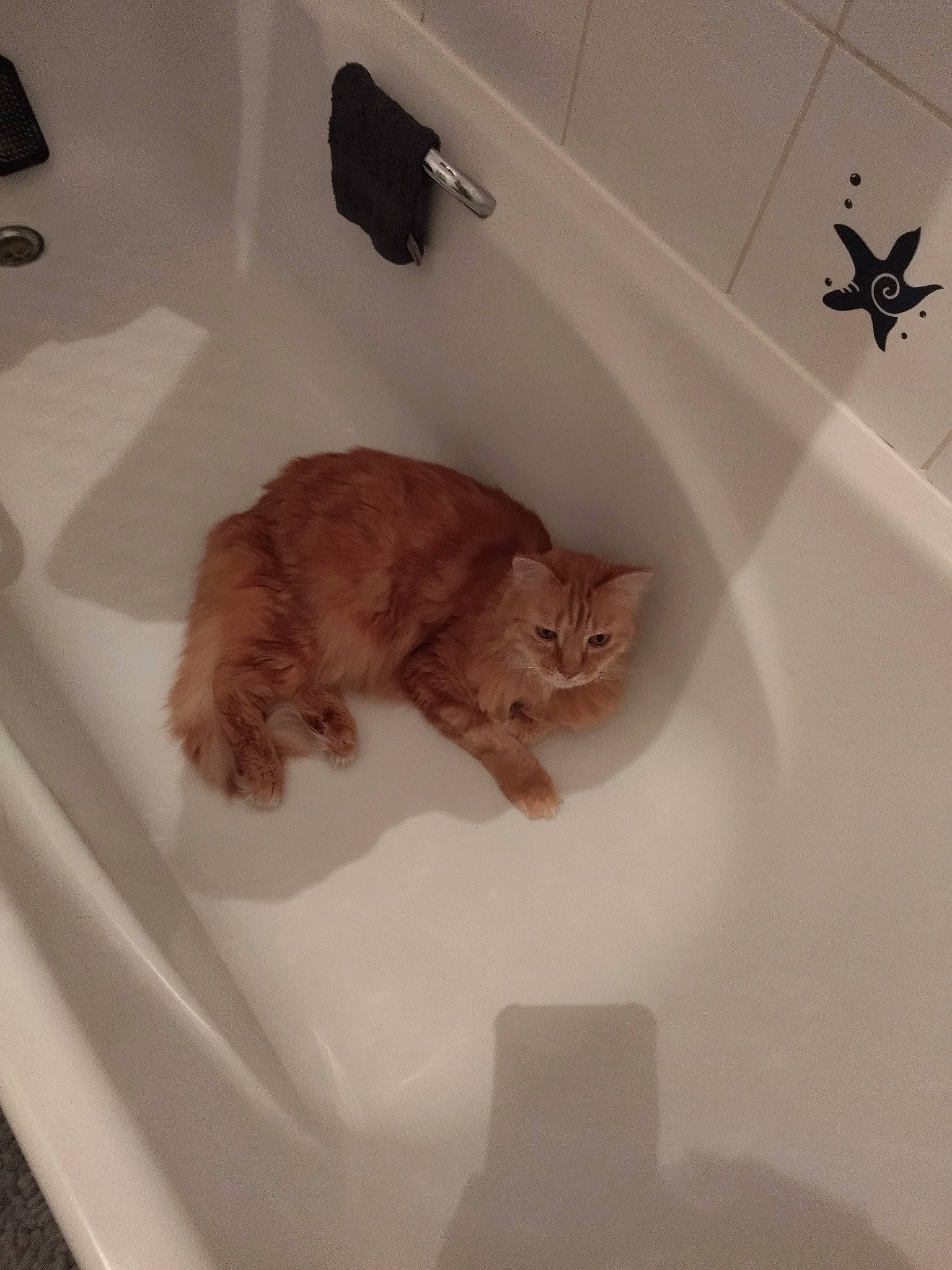 Djool a rejoint le concours — aidez-le/la à gagner de superbes lots ! bathroom, bathroom_accessory, bathtub, brown, carnivore, cat, felidae, floor, flooring, fur, plumbing, plumbing_fitting, plumbing_fixture, property, room, small_to_medium_sized_cats, tail, tap, valve, whiskers