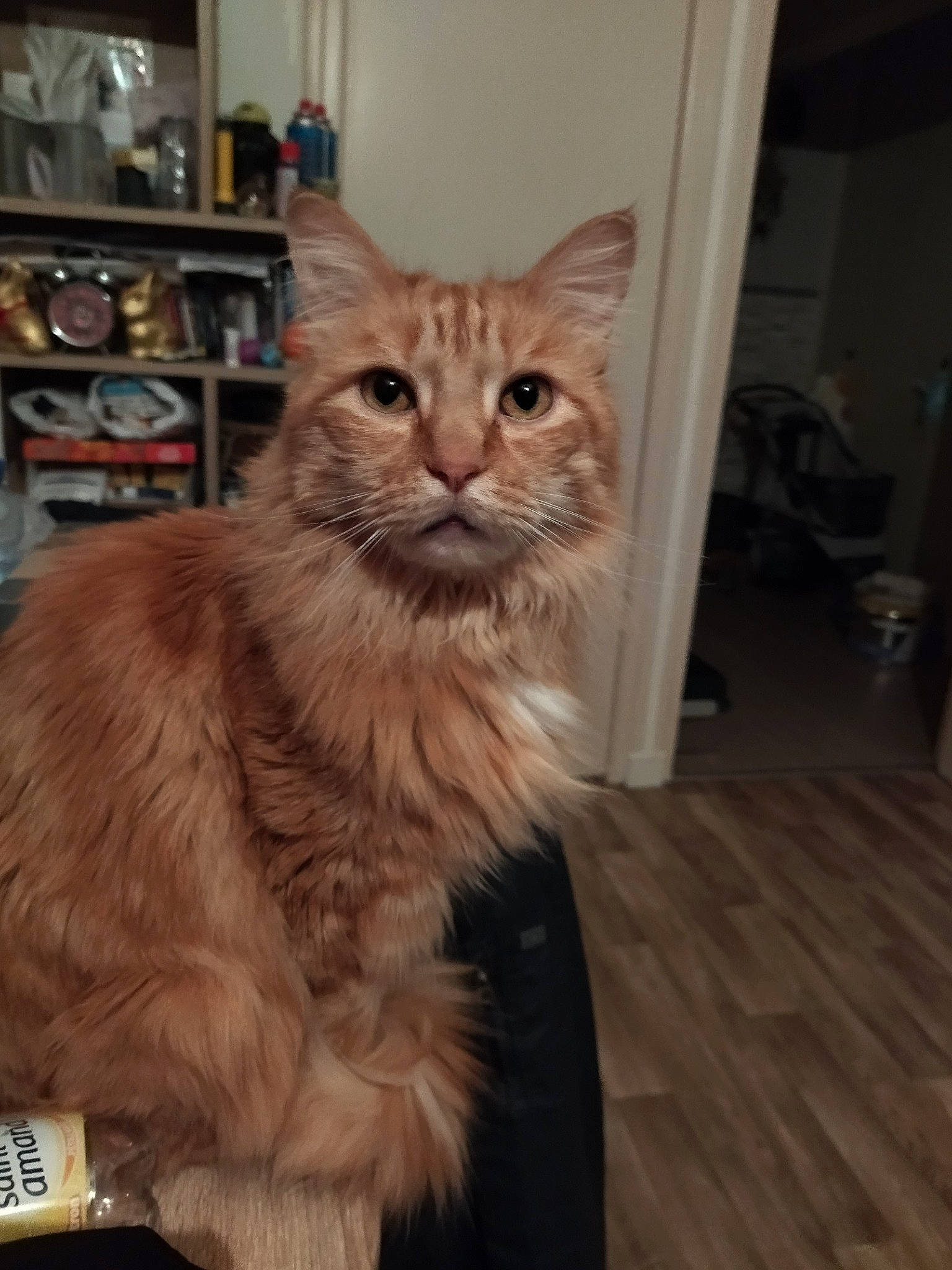 Djool a rejoint le concours — aidez-le/la à gagner de superbes lots ! box, british_longhair, carnivore, cat, claw, domestic_short_haired_cat, eye, fawn, felidae, flooring, fur, hardwood, shelf, small_to_medium_sized_cats, snout, tail, terrestrial_animal, whiskers, window, wood