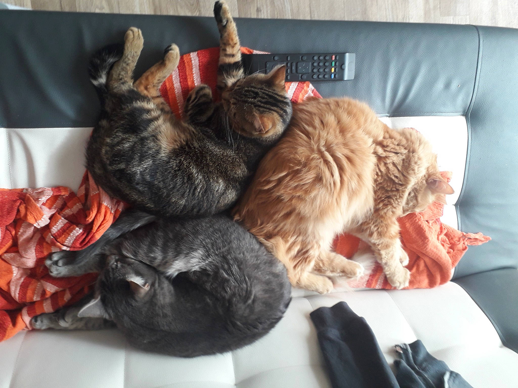 Djool participe au concours pour gagner de l'argent avec cette photo : canidae, carnivore, cat, claw, comfort, companion_dog, couch, dog_breed, domestic_short_haired_cat, felidae, fur, linens, nap, small_to_medium_sized_cats, snout, sporting_group, tail, whiskers, wool