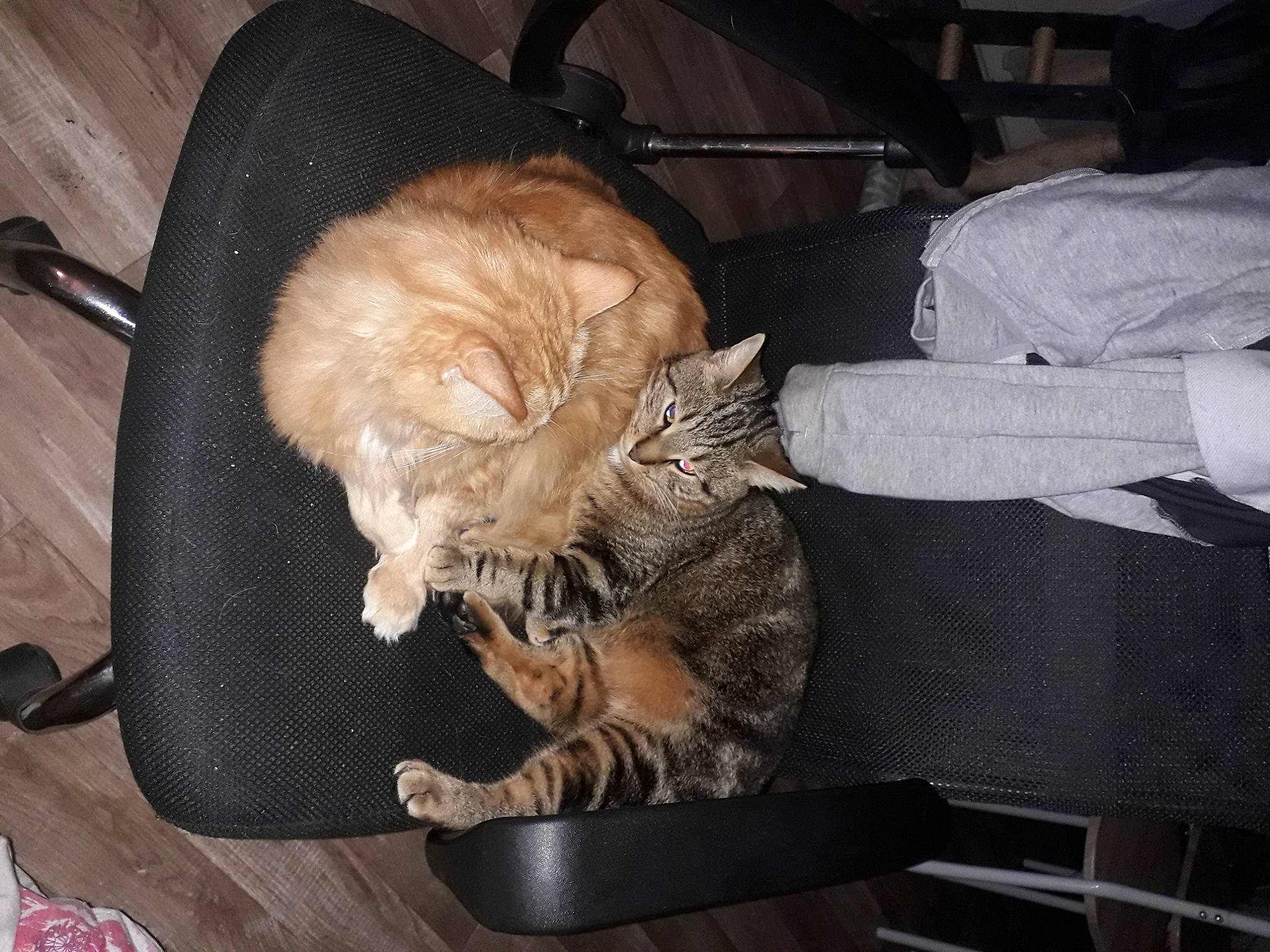 Djool participe au concours pour gagner de l'argent avec cette photo : bag, baggage, carnivore, cat, comfort, domestic_short_haired_cat, fawn, felidae, fur, grey, lap, luggage_and_bags, nap, sitting, sleep, small_to_medium_sized_cats, sporting_group, suitcase, tail, whiskers