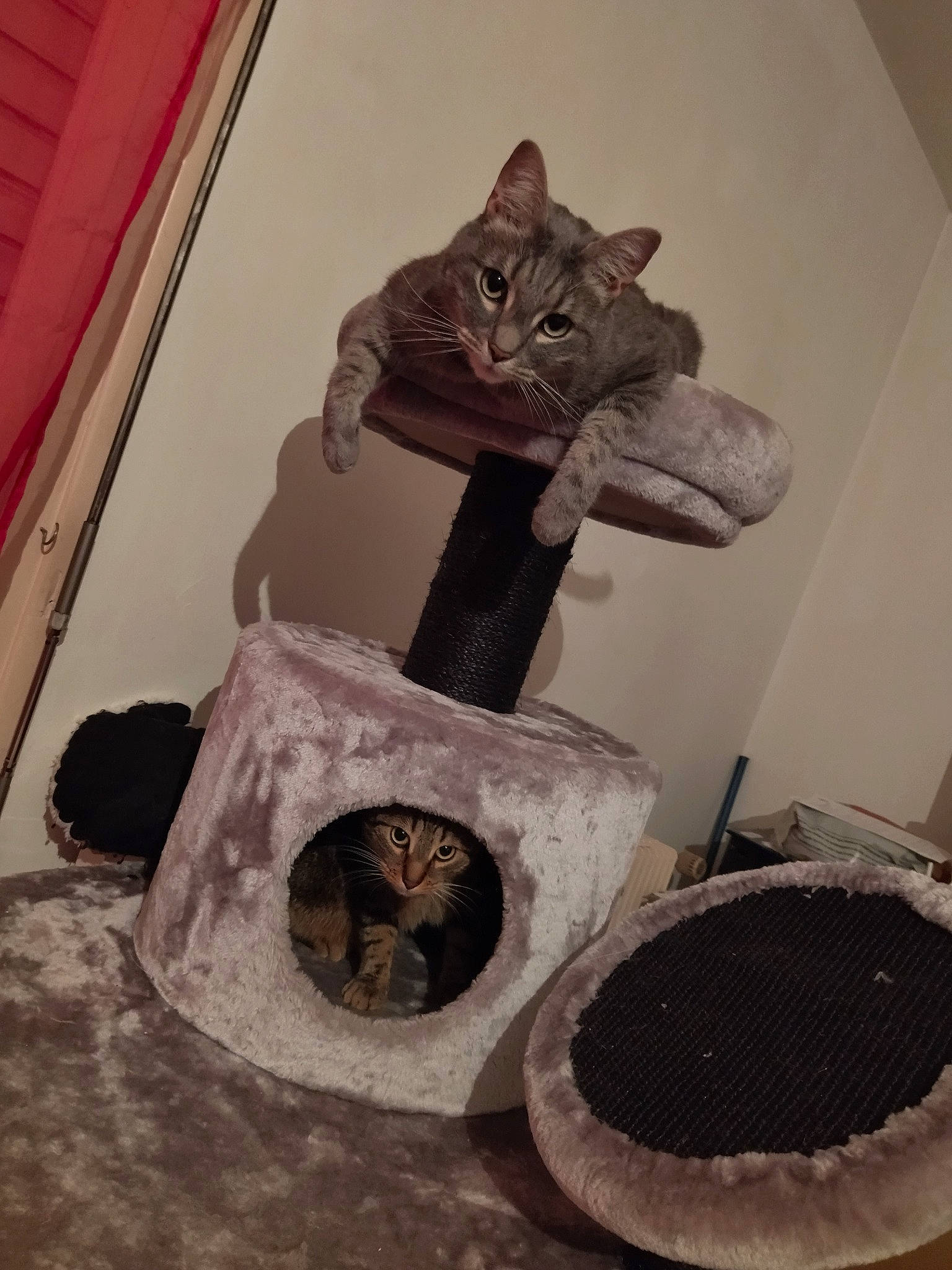 Falko a rejoint le concours — aidez-le/la à gagner de superbes lots ! automotive_tire, bag, carnivore, cat, cat_bed, cat_supply, circle, domestic_short_haired_cat, felidae, fur, grey, hat, household_supply, monochrome_photography, room, small_to_medium_sized_cats, still_life_photography, tail, whiskers, wood