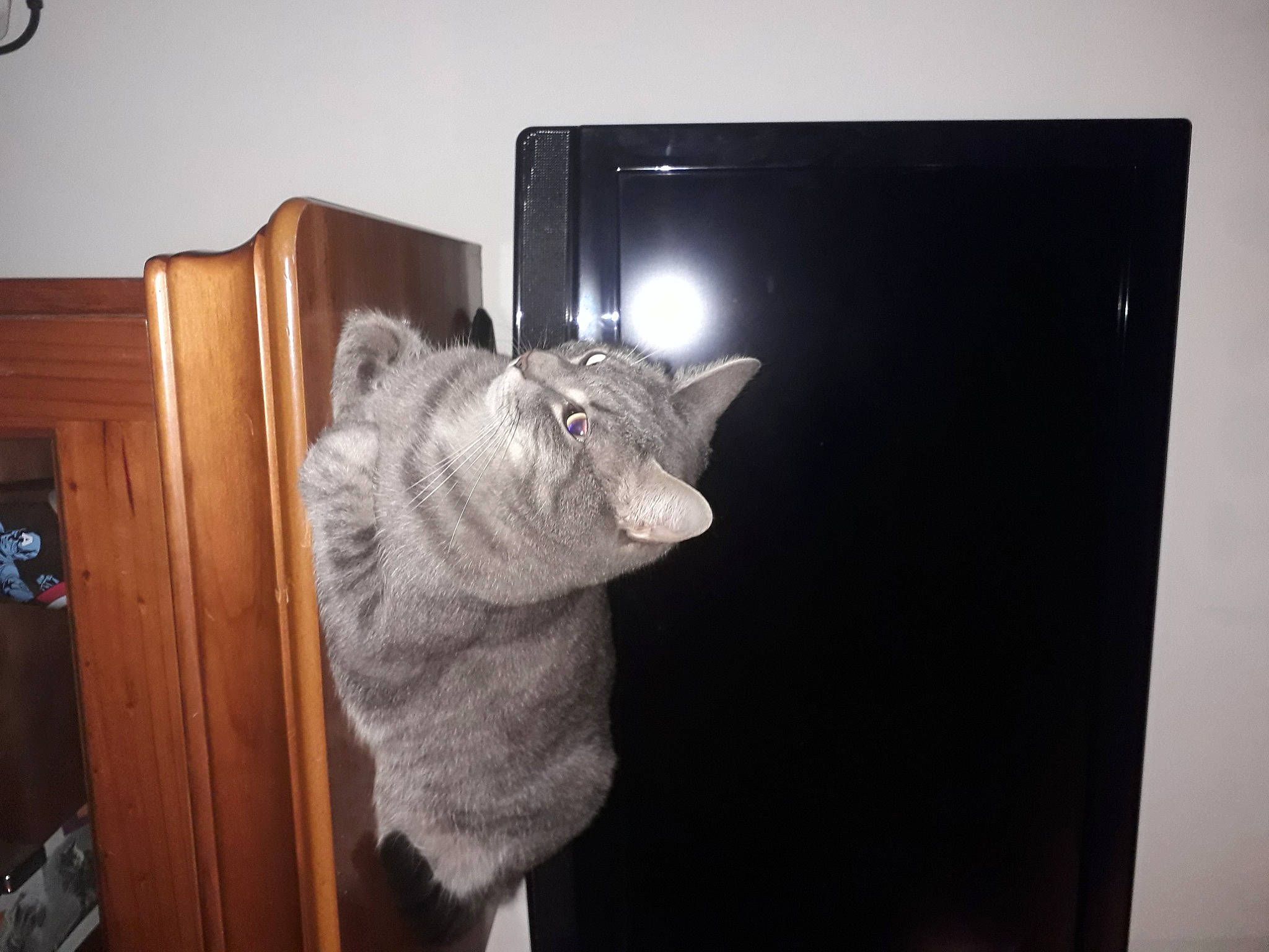 Falko a rejoint le concours — aidez-le/la à gagner de superbes lots ! black_cat, box, carnivore, cat, clock, display_device, domestic_short_haired_cat, door, felidae, fur, output_device, room, small_to_medium_sized_cats, snout, stuffed_toy, tail, whiskers, window, wood, wool