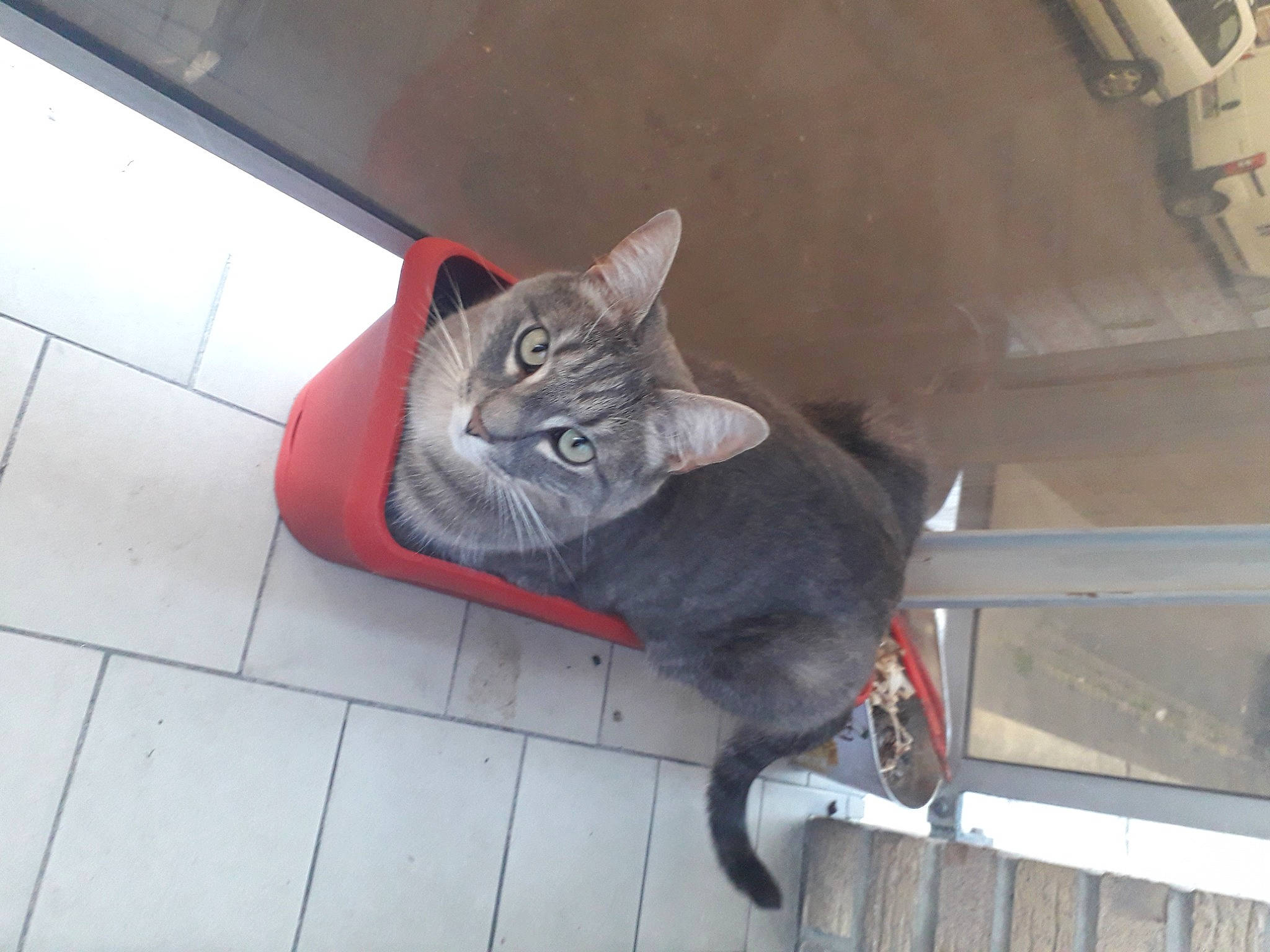 Falko participe au concours pour gagner de l'argent avec cette photo : automotive_tire, carnivore, cat, domestic_short_haired_cat, felidae, flooring, fur, grey, hardwood, human_leg, paw, road_surface, sitting, small_to_medium_sized_cats, snout, tail, vehicle, whiskers, window, wood