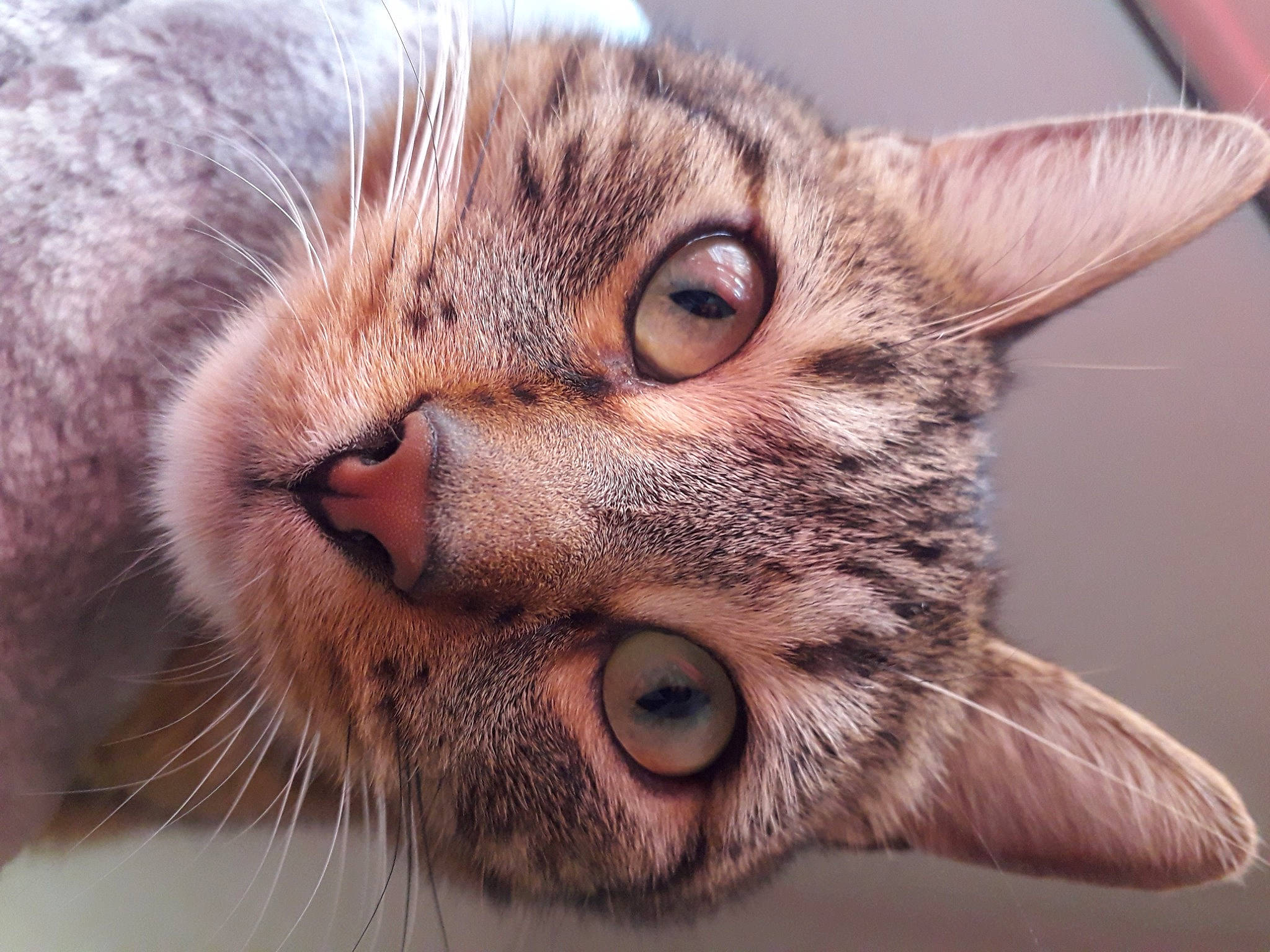 Pégaze participe au concours pour gagner de l'argent avec cette photo : carnivore, cat, close_up, domestic_short_haired_cat, ear, eye, fang, felidae, fur, head, iris, nose, paw, small_to_medium_sized_cats, snout, whiskers, wildlife, window