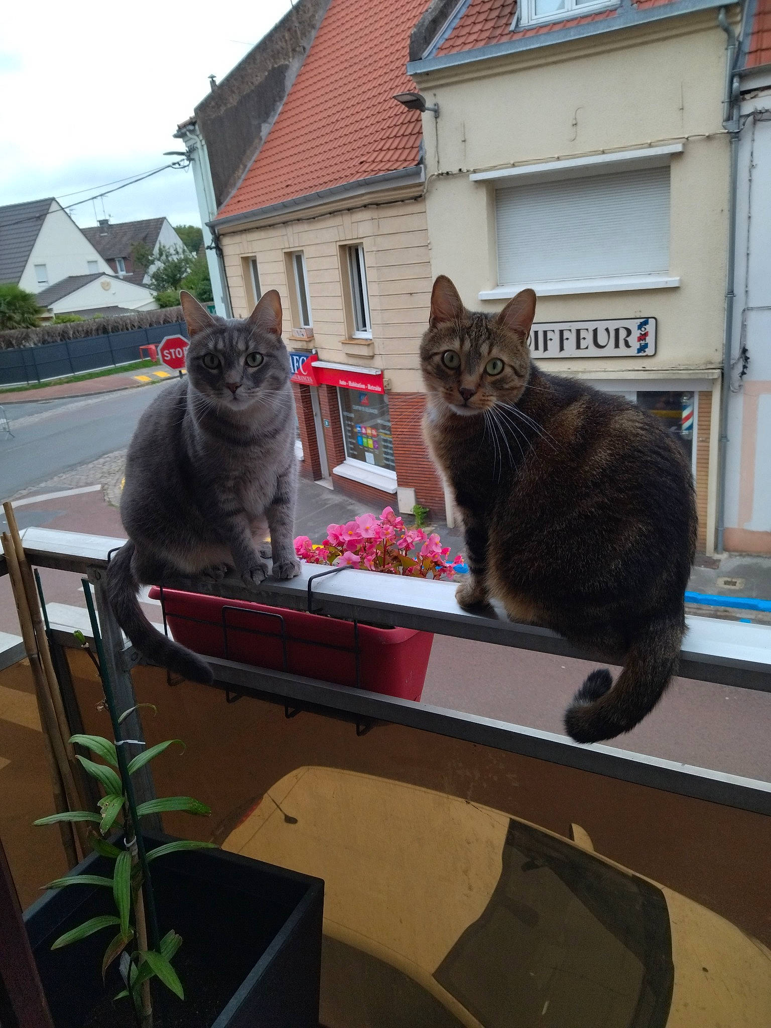 Pégaze participe au concours pour gagner de l'argent avec cette photo : building, carnivore, cat, felidae, flowerpot, grass, grey, house, houseplant, mammal, plant, roof, sky, small_to_medium_sized_cats, snout, tail, vertebrate, whiskers, window, wood
