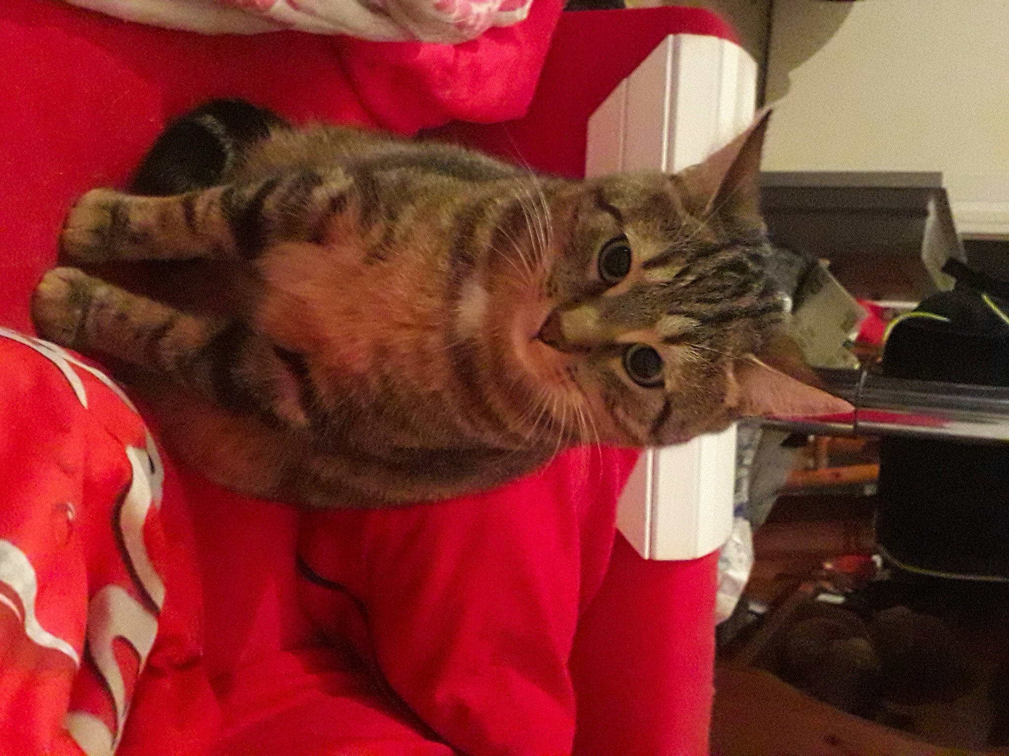 Pégaze a rejoint le concours — aidez-le/la à gagner de superbes lots ! carnivore, cat, claw, comfort, couch, domestic_short_haired_cat, felidae, fur, fur_clothing, gesture, hat, human_leg, lap, nap, paw, small_to_medium_sized_cats, snout, tail, whiskers