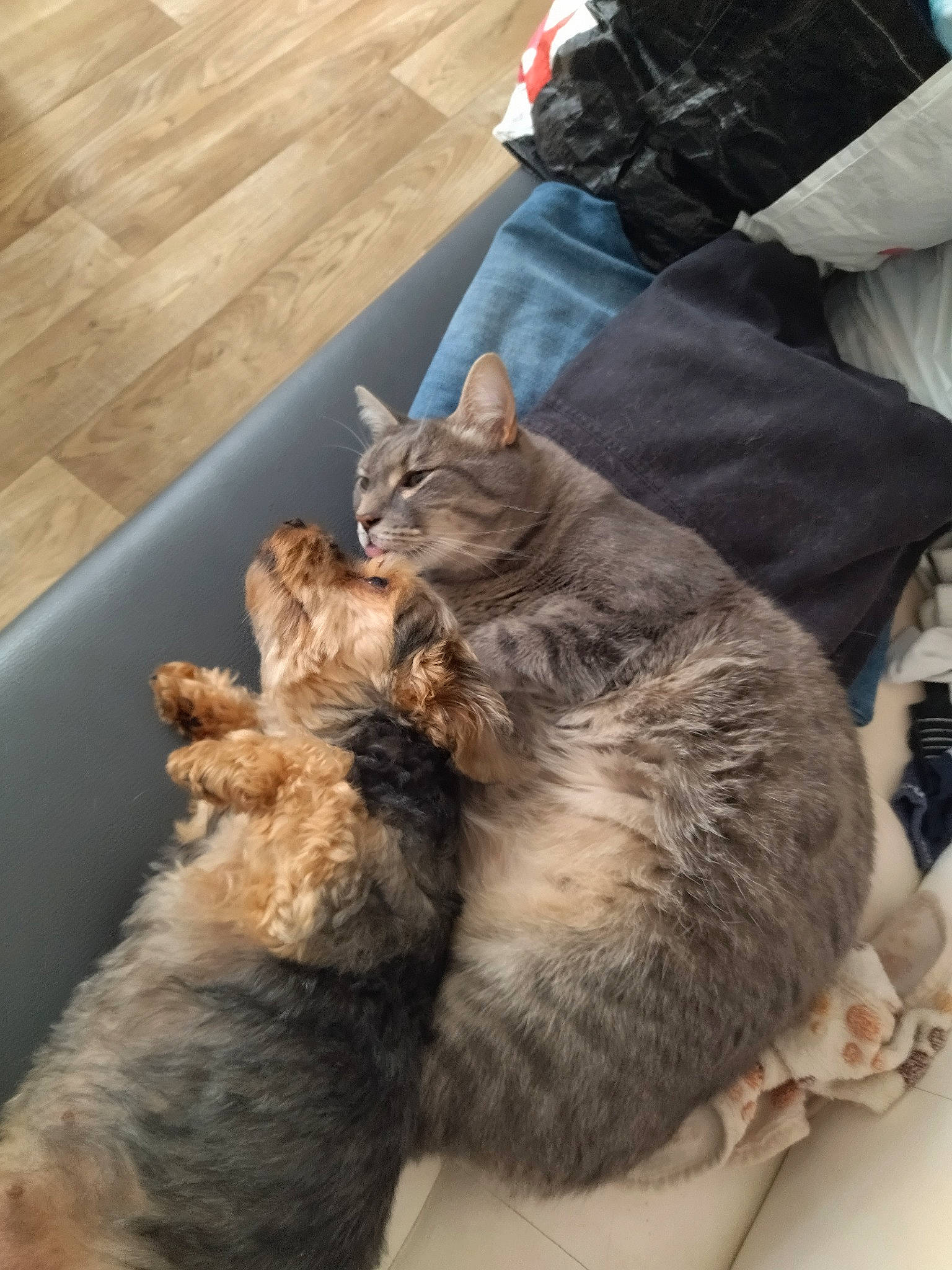 Rozy participe au concours pour gagner de l'argent avec cette photo : bag, canidae, carnivore, cat, claw, comfort, dog_breed, domestic_short_haired_cat, fawn, felidae, flooring, fur, lap, paw, sitting, small_to_medium_sized_cats, snout, tail, whiskers, wood