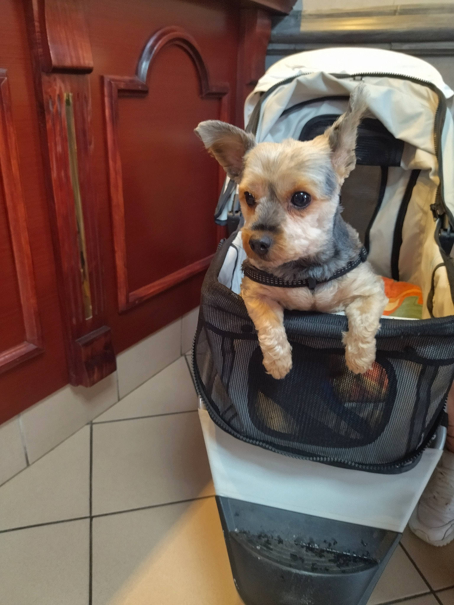 Rozy a rejoint le concours — aidez-le/la à gagner de superbes lots ! bowl, canidae, carnivore, chihuahua, companion_dog, dog, dog_breed, dog_clothes, dog_supply, door, fashion_accessory, fawn, flooring, fur, pet_supply, snout, sporting_group, terrier, toy_dog, working_animal