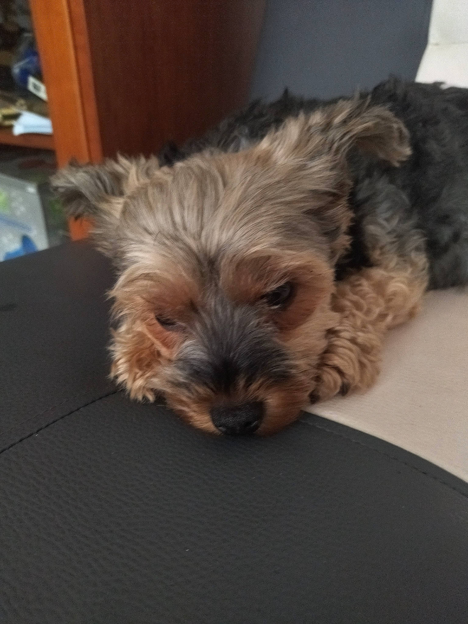 Rozy participe au concours pour gagner de l'argent avec cette photo : australian_terrier, biewer_terrier, canidae, carnivore, comfort, companion_dog, dog, dog_breed, flooring, fur, liver, maltepoo, puppy, small_terrier, snout, sporting_group, terrier, toy_dog, working_animal, yorkipoo