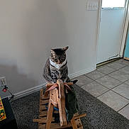 Really Smooth Face is registered to the contest to win money with this photo: animal, carpet, cat, contemplative, domestic, door, flooring, furniture, home, indoor, light_switch, pet, quiet, still_life, tabby_cat, tile_floor, toy, window, wood, wooden_rocking_horse