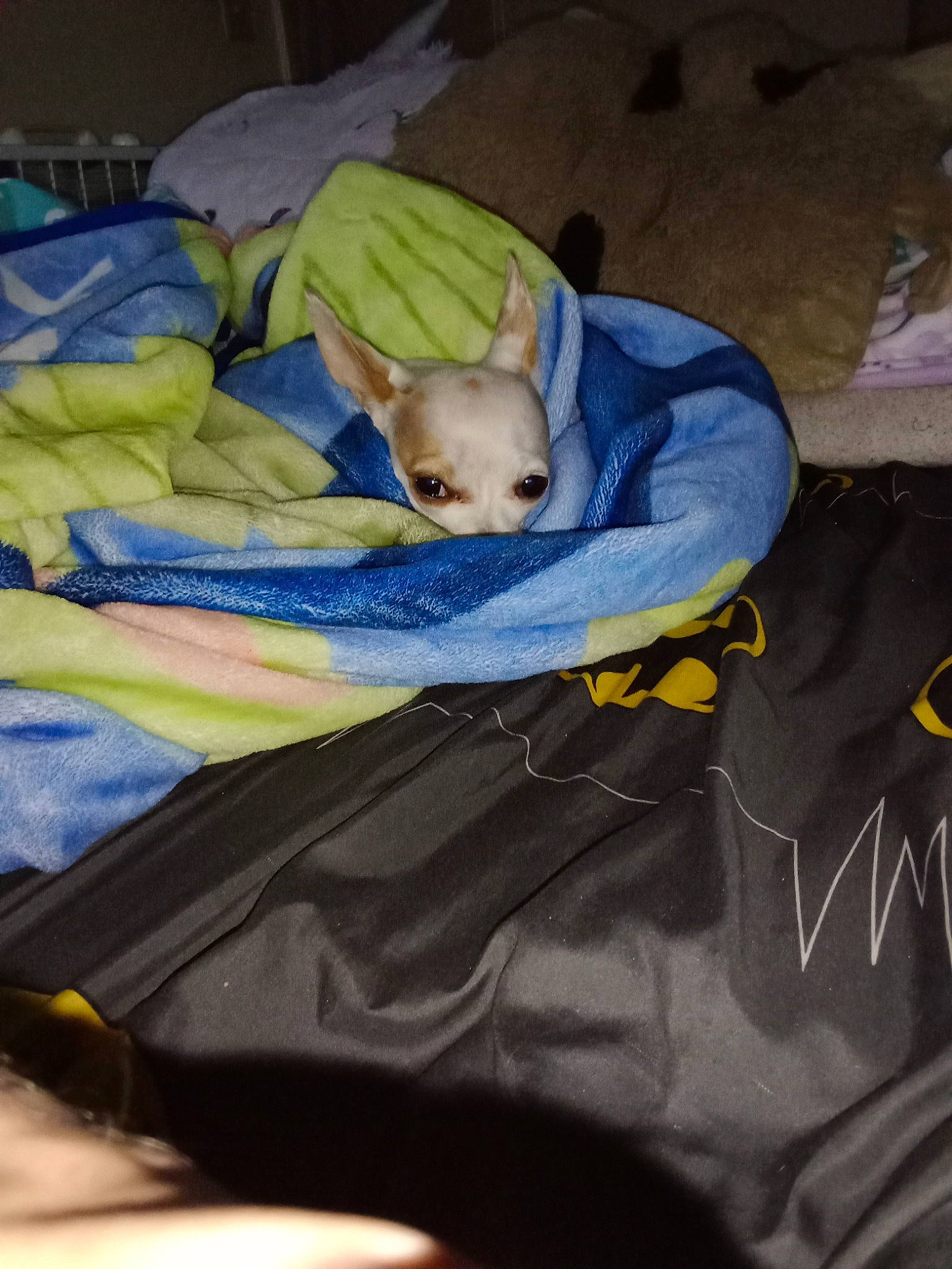 Snowy joined the competition — help win amazing prizes! baby_products, bag, bedtime, blanket, comfort, electric_blue, linens, nap, room, sleep, textile, toddler