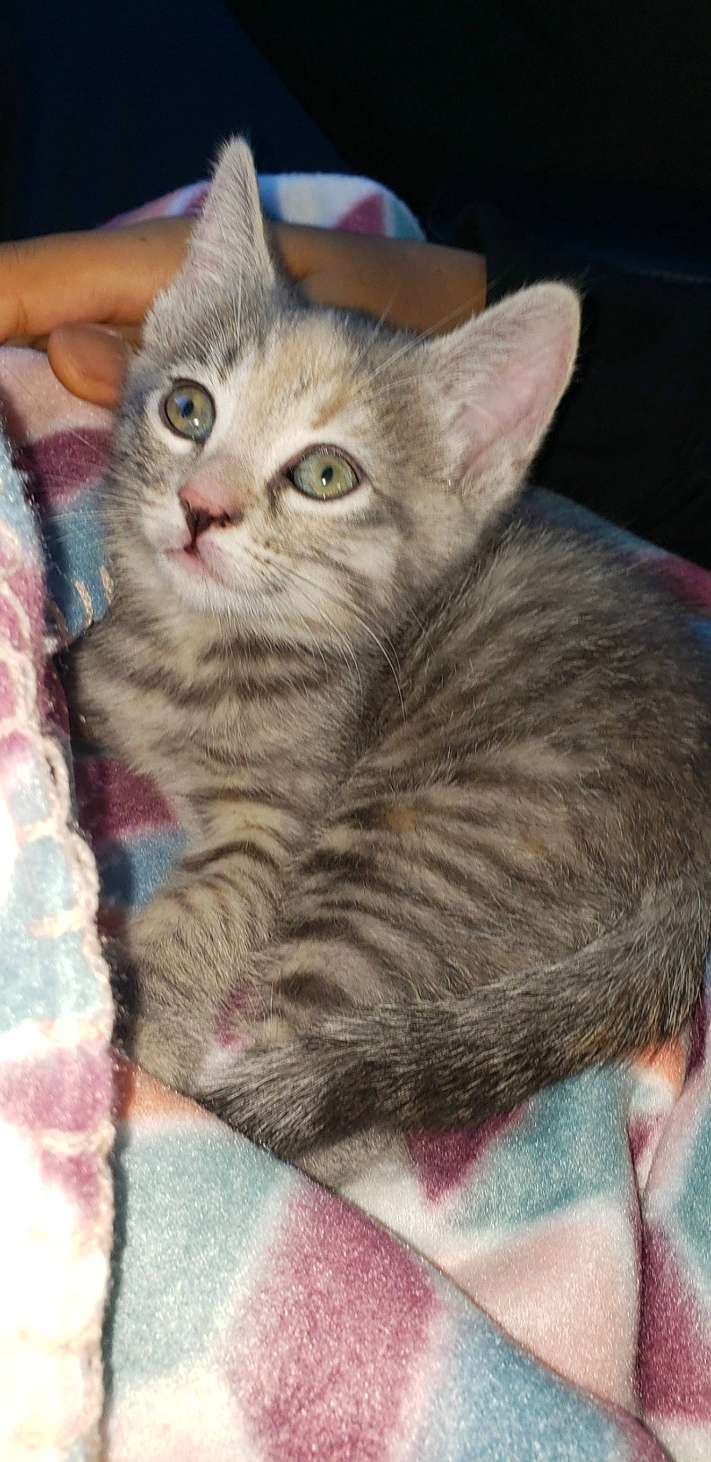 Ezra joined the competition — help win amazing prizes! carnivore, cat, cat_supply, claw, comfort, domestic_short_haired_cat, fawn, felidae, fur, paw, small_to_medium_sized_cats, snout, tail, whiskers