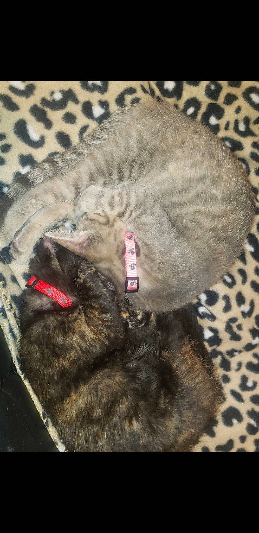 Kalessi is registered to the contest to win money with this photo: carnivore, cat, claw, collar, dog_breed, domestic_short_haired_cat, felidae, fur, grey, hat, paw, small_to_medium_sized_cats, snout, tail, terrestrial_animal, whiskers