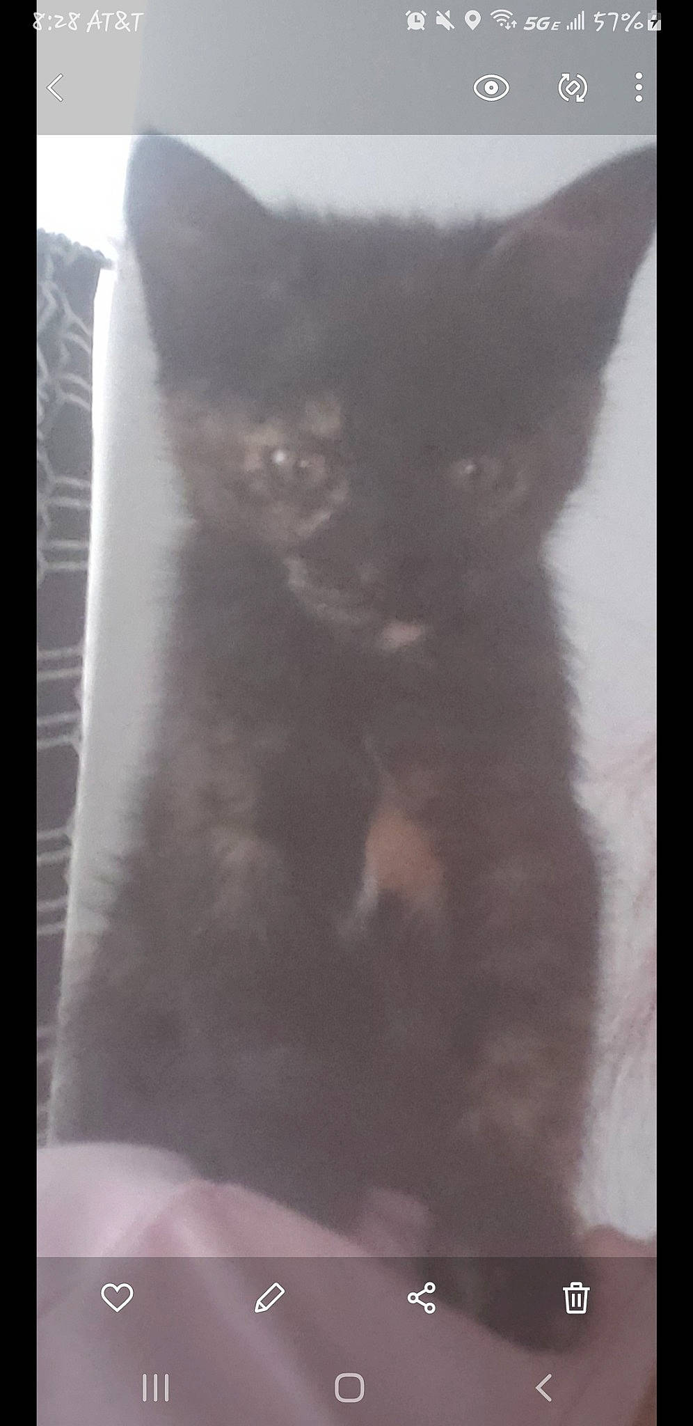 Kalessi is registered to the contest to win money with this photo: black_cat, carnivore, cat, domestic_short_haired_cat, felidae, fur, grey, small_to_medium_sized_cats, tail, terrestrial_animal, whiskers