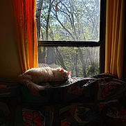 Dream is registered to the contest to win money with this photo: cat, window, curtain, quilt, sunlight, sleeping, indoor, animal, pet, feline, yellow_curtains, tree, nature, daylight, resting, cozy, home, relaxation, fluffy, peaceful