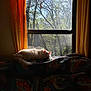 cat, window, curtain, quilt, sunlight, sleeping, indoor, animal, pet, feline, yellow_curtains, tree, nature, daylight, resting, cozy, home, relaxation, fluffy, peaceful
