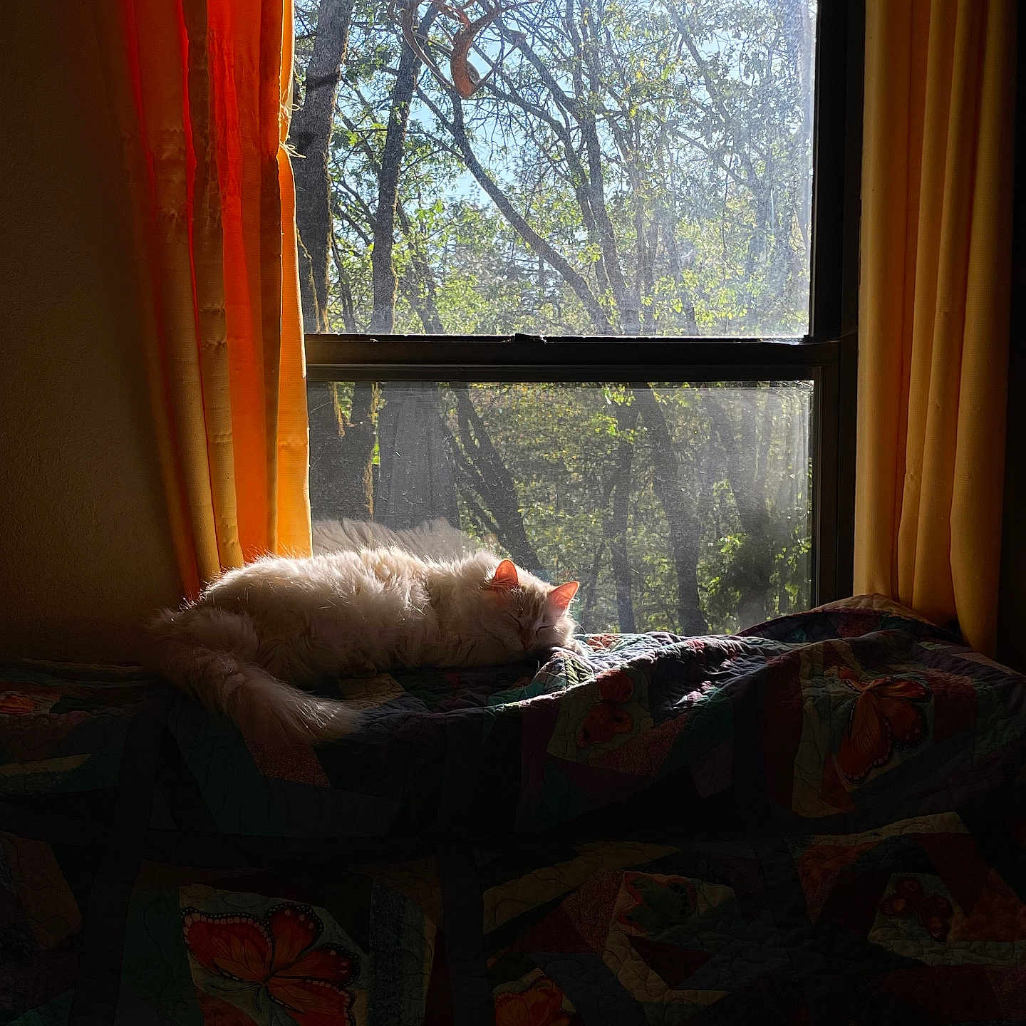 Dream is registered to the contest to win money with this photo: animal, cat, cozy, curtain, daylight, feline, fluffy, home, indoor, nature, peaceful, pet, quilt, relaxation, resting, sleeping, sunlight, tree, window, yellow_curtains