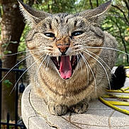 Erza joined the competition — help win amazing prizes! cat, tabby, outdoor, animal, feline, mouth_open, teeth, whiskers, ears_back, stone_table, nature, leafy_background, close_up, pet, fur, sharp_teeth, sitting, animal_face, wild_expression, daylight