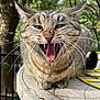 cat, tabby, outdoor, animal, feline, mouth_open, teeth, whiskers, ears_back, stone_table, nature, leafy_background, close_up, pet, fur, sharp_teeth, sitting, animal_face, wild_expression, daylight